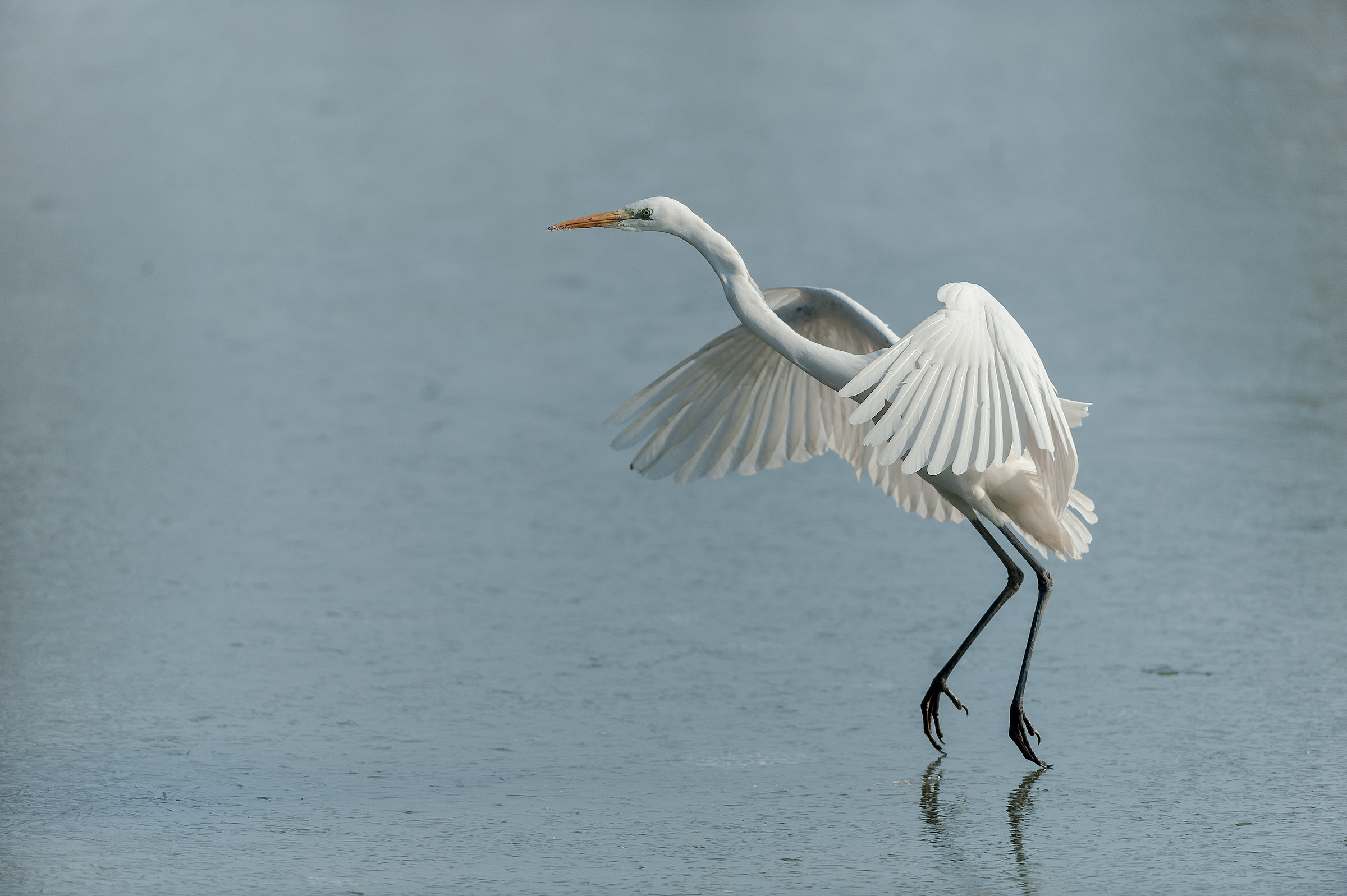 airone bianco maggiore