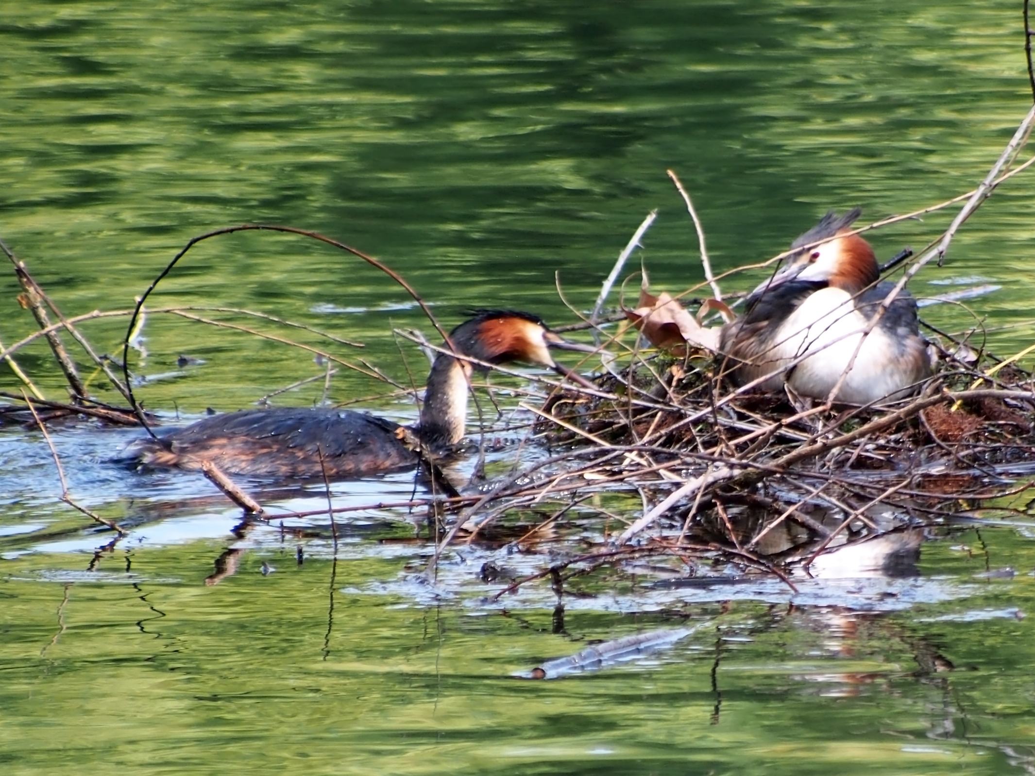 coppia di Svasso che collabora per il nido