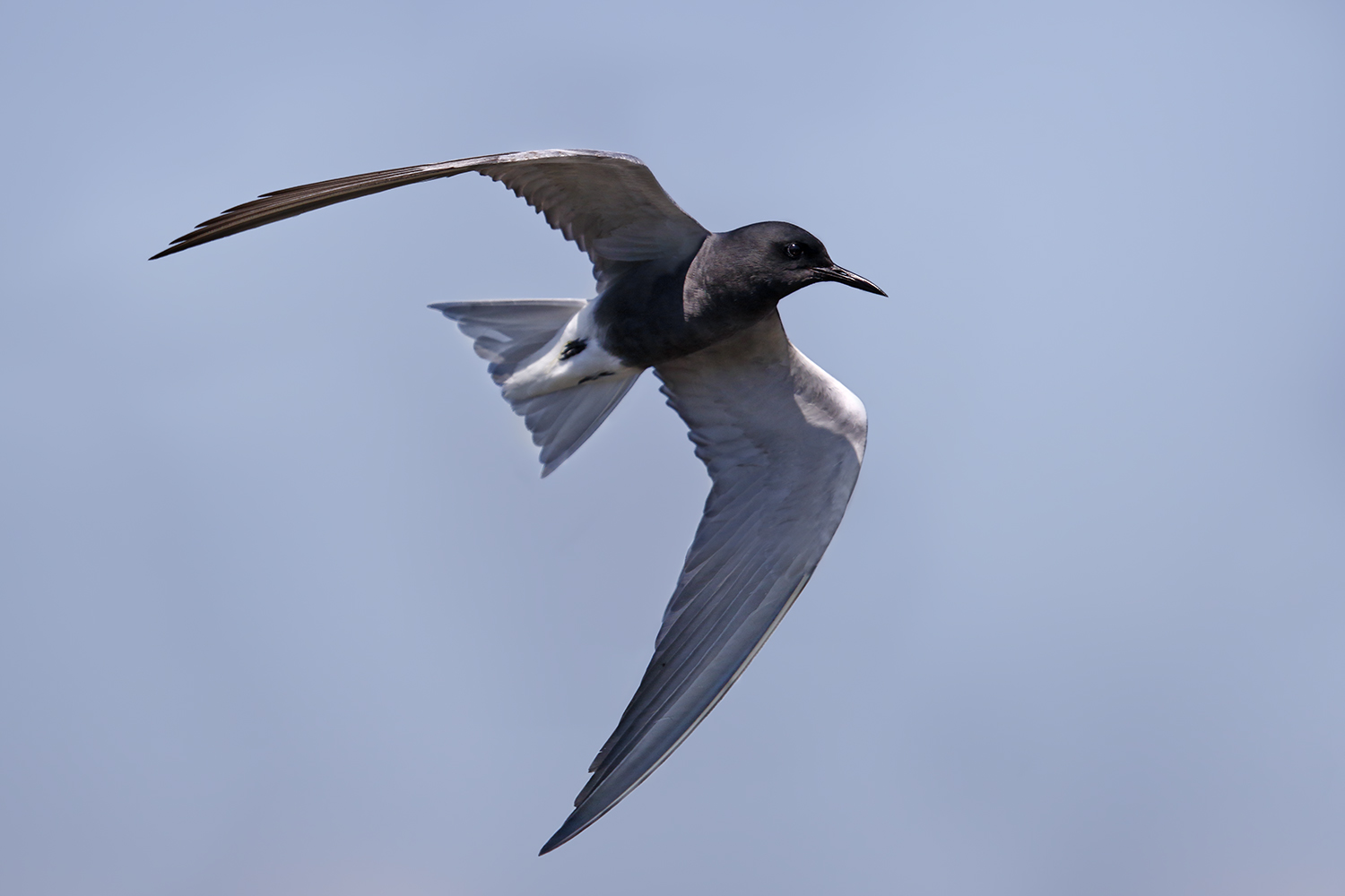 Le grandi ali del mignattino