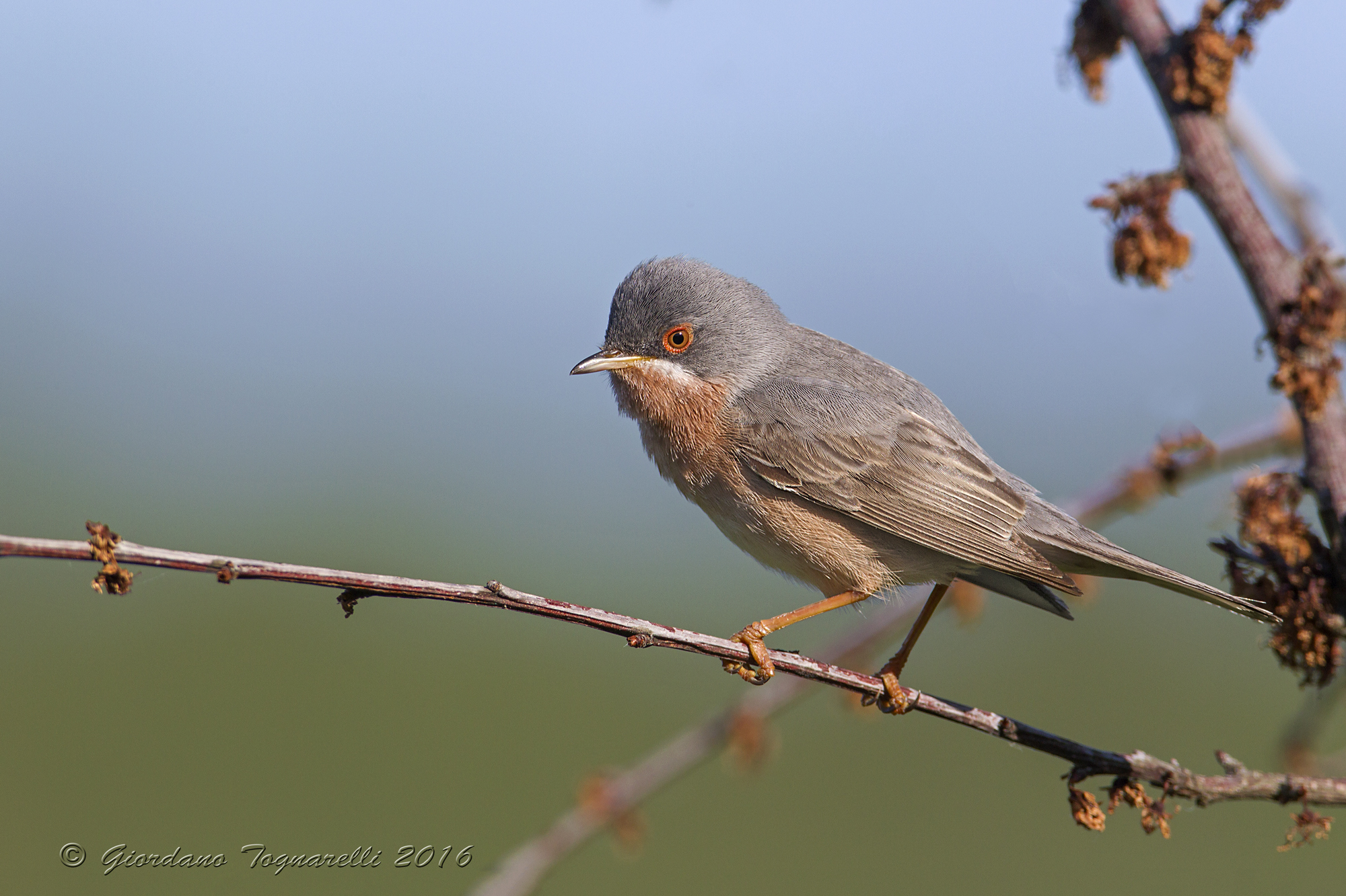 subalpine warbler
