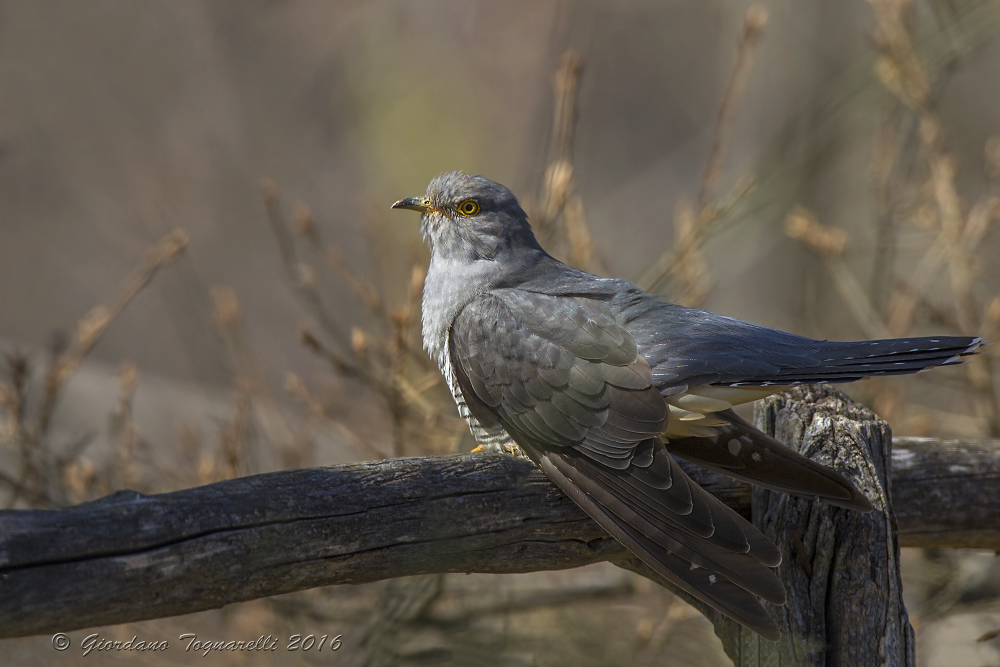 Cuckoo late at night ..