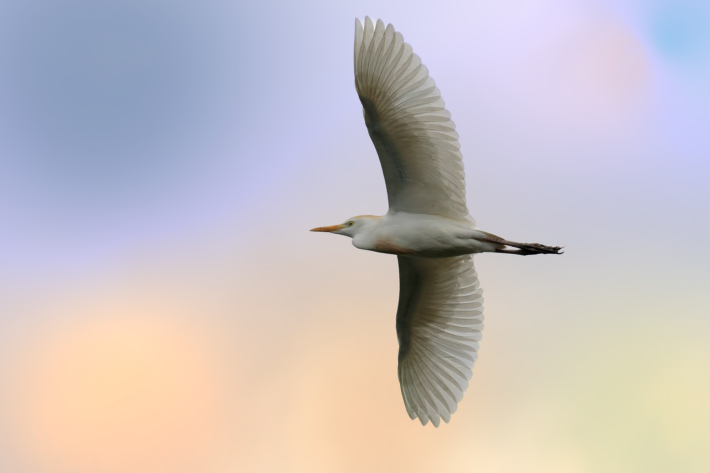 Heron Egret (Bubulcus ibis)