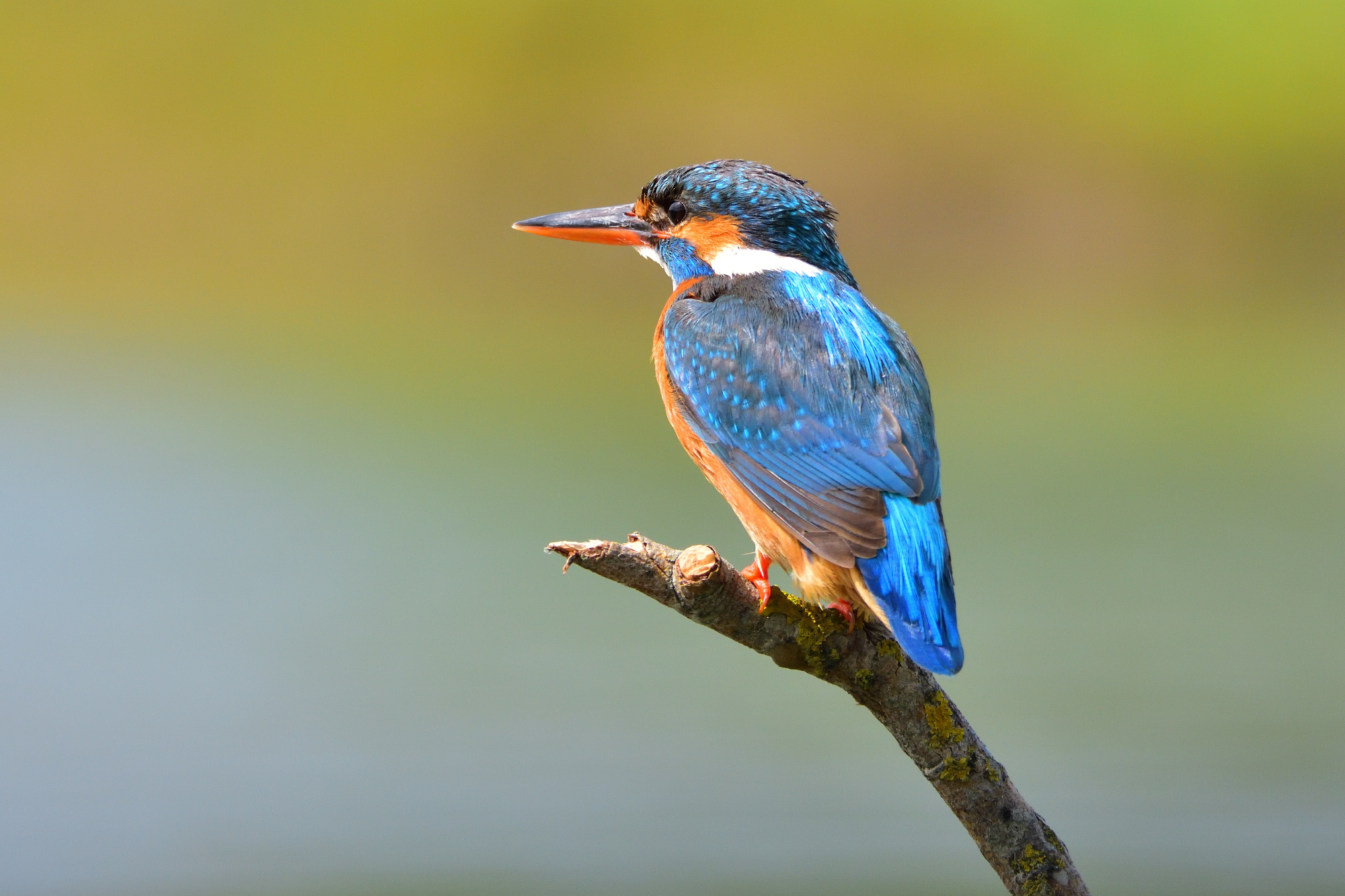 Martin pescatore - femmina