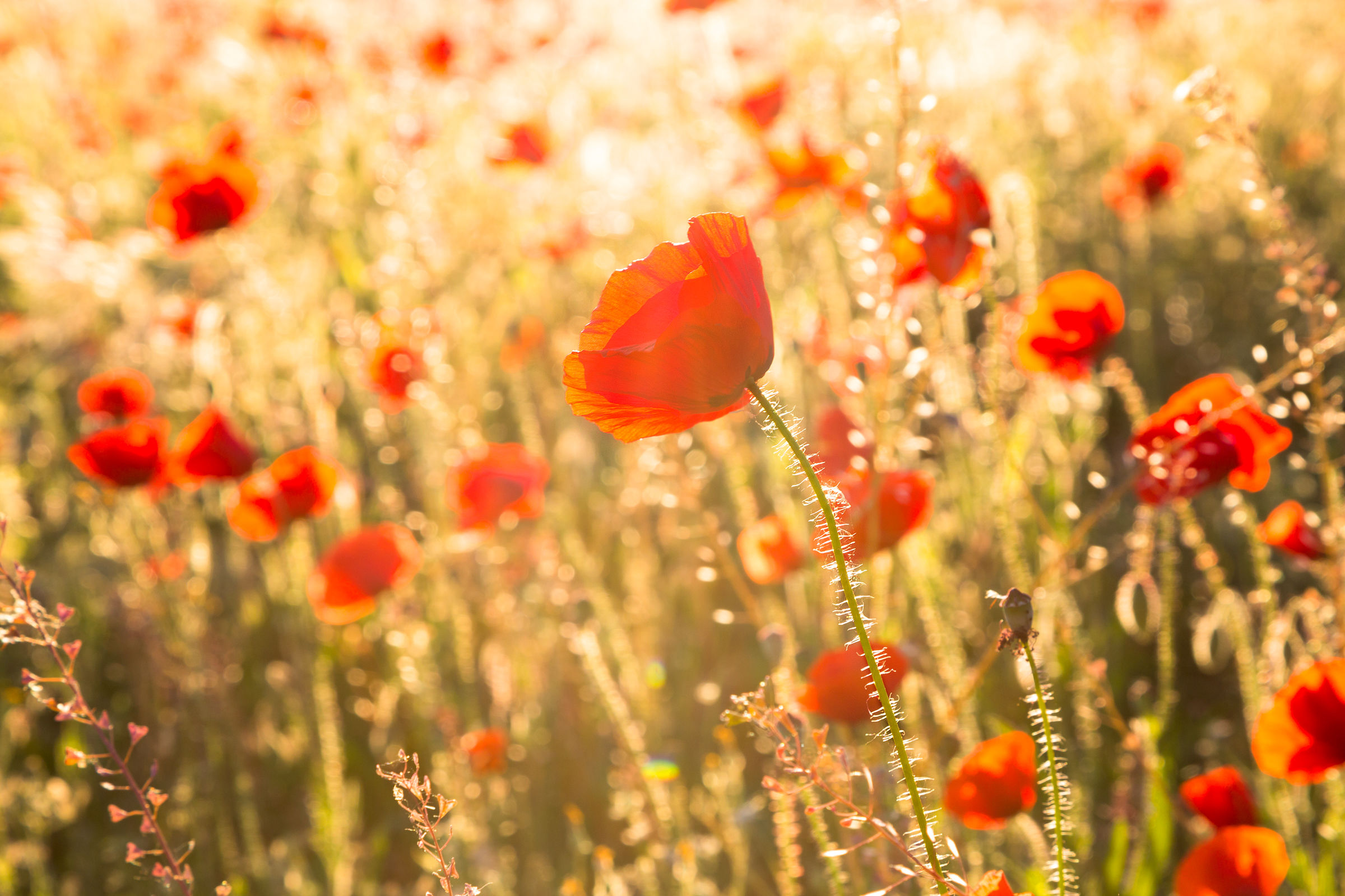 Un mondo di papaveri