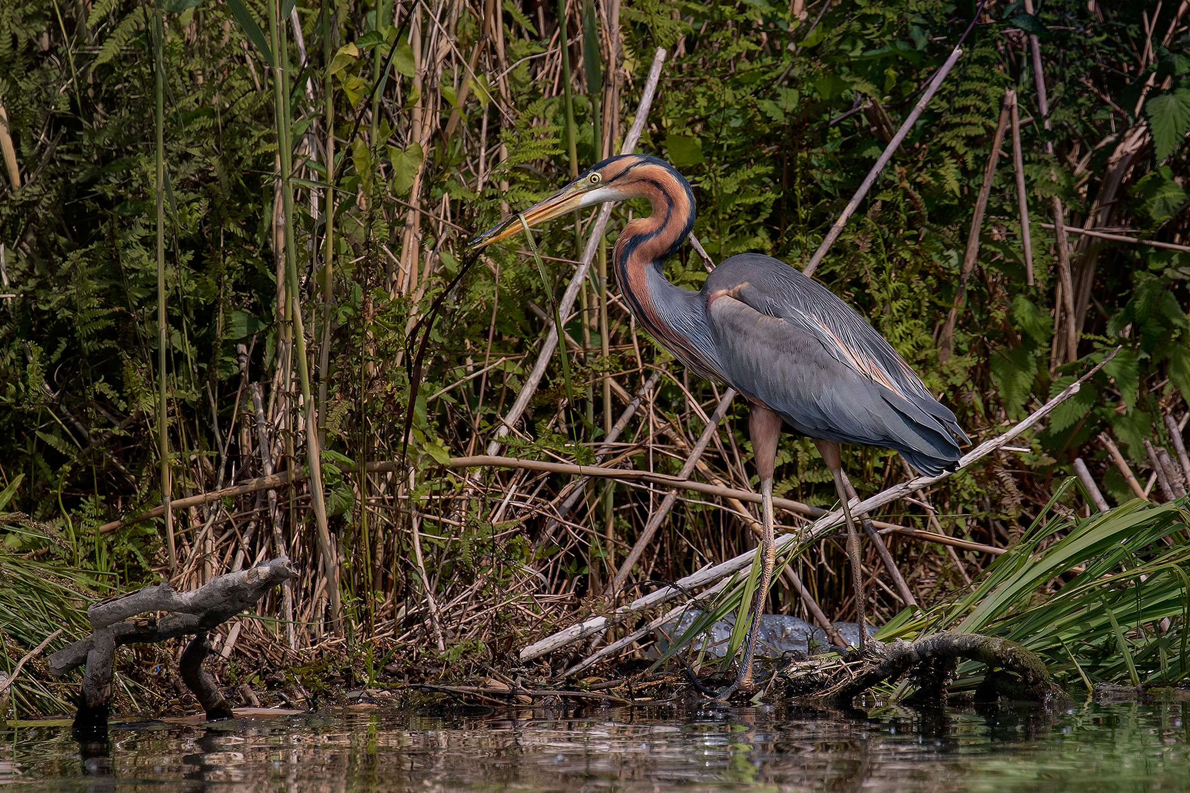 "Camouflage" (Ardea purpurea)