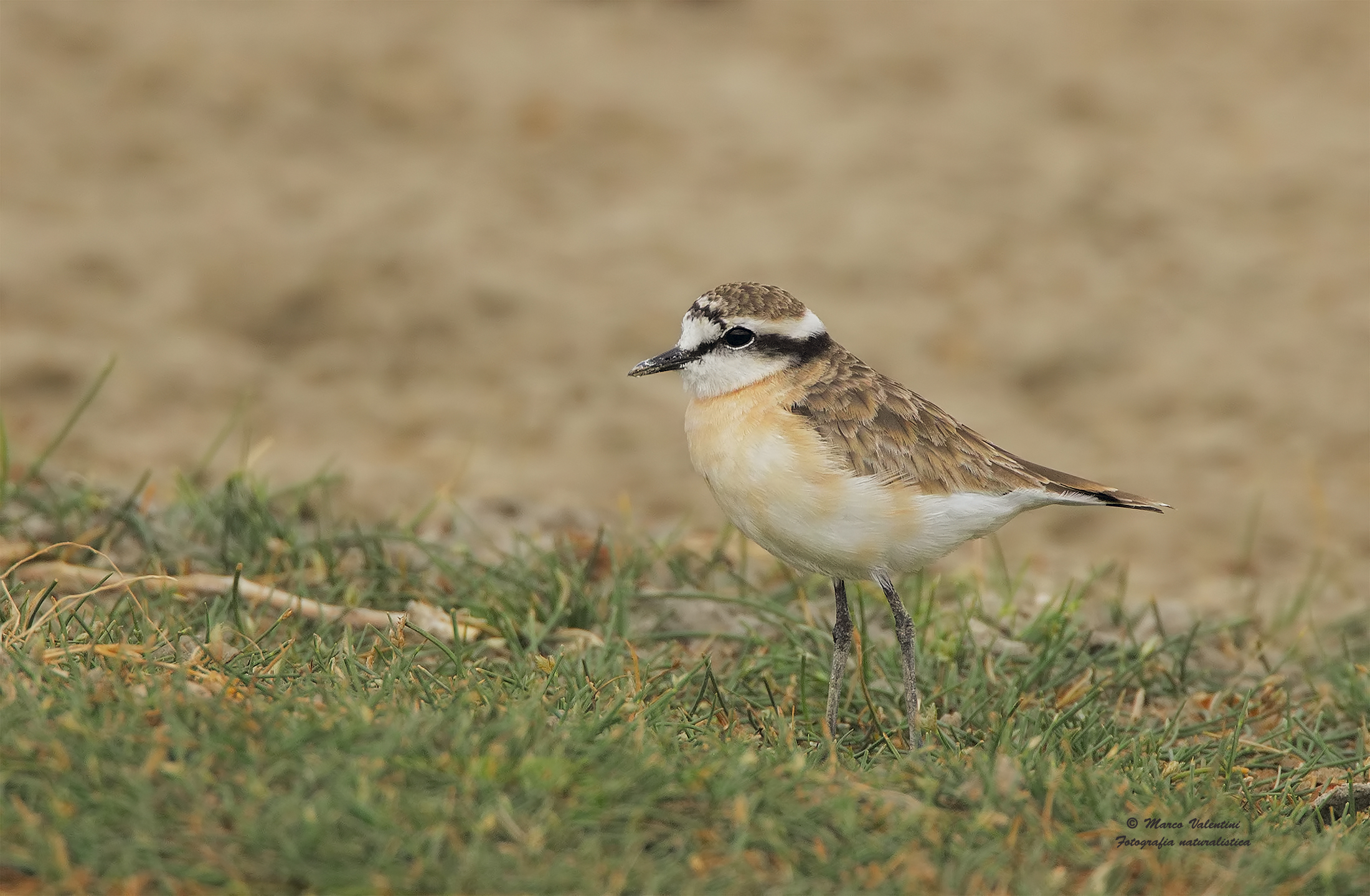 Corriere di Kittlitz