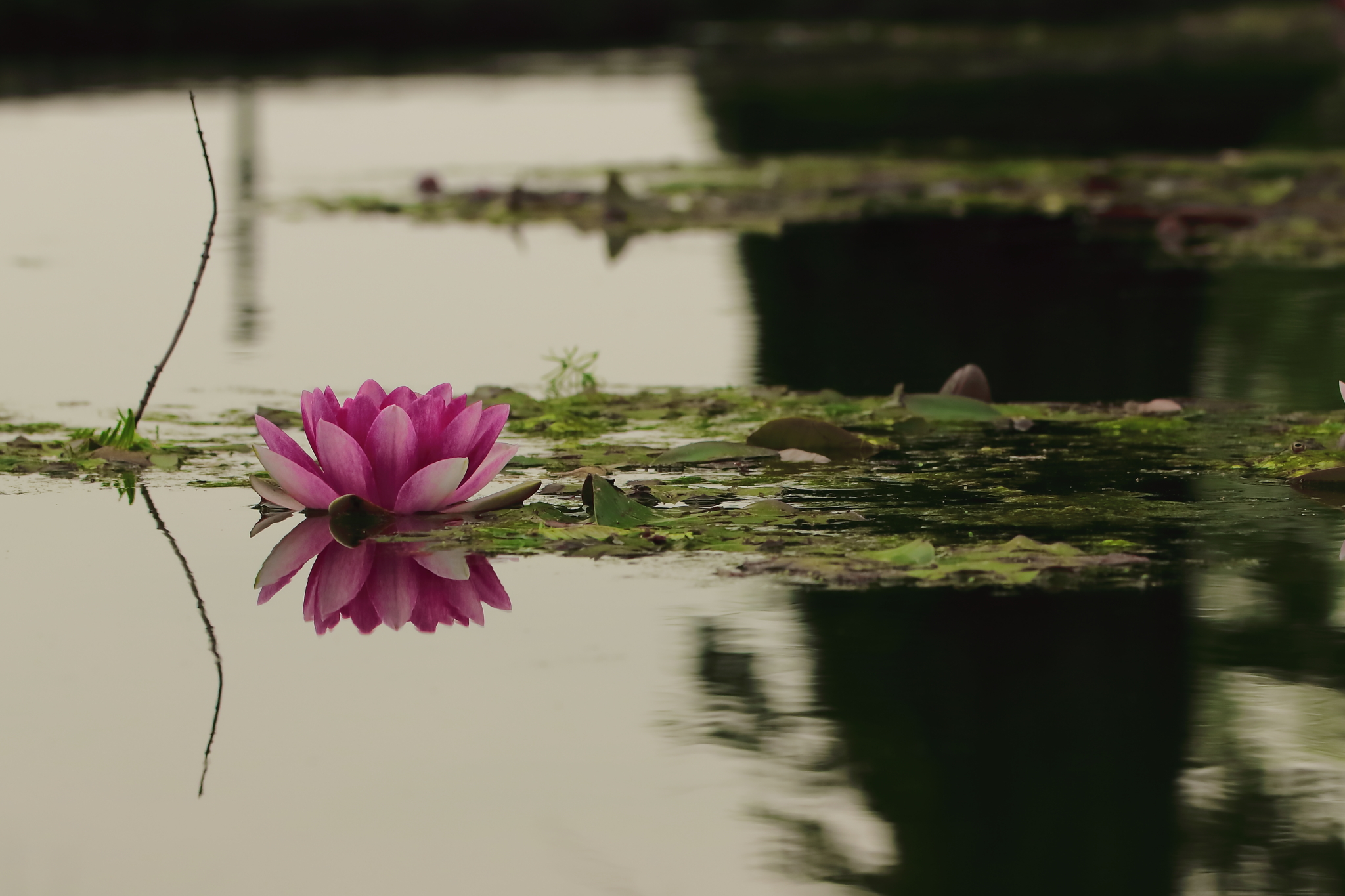waterlily