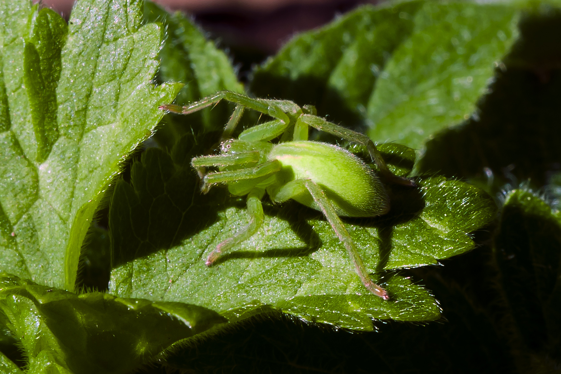 Micrommata virescens