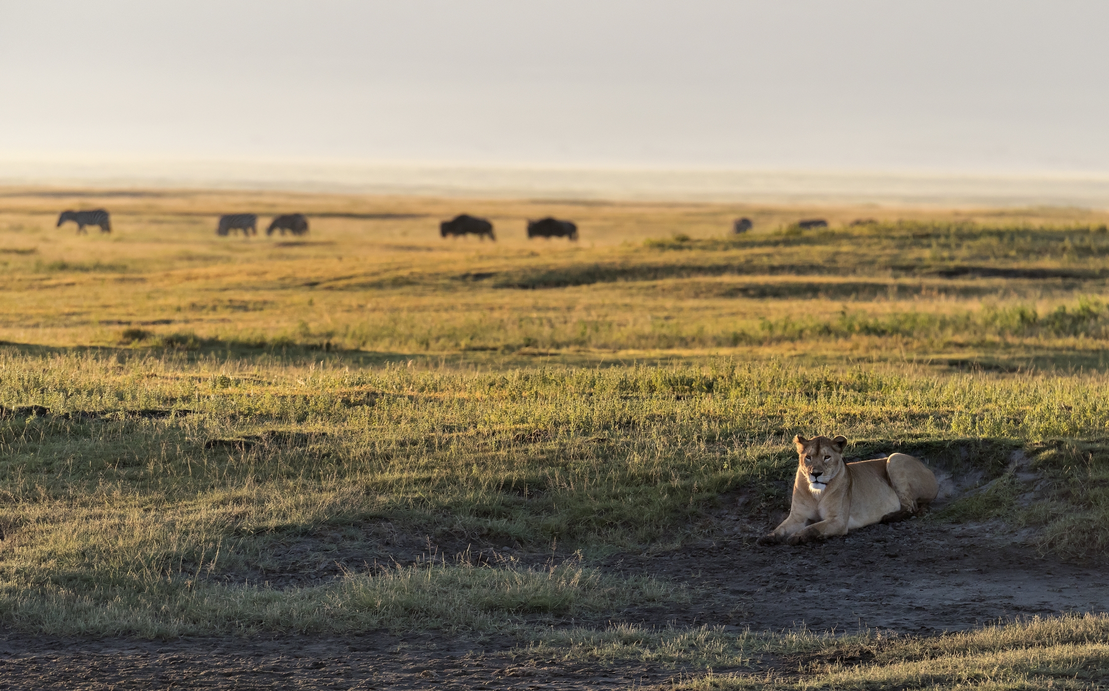 Tanzania 2016 - Nel Ngorongoro crater