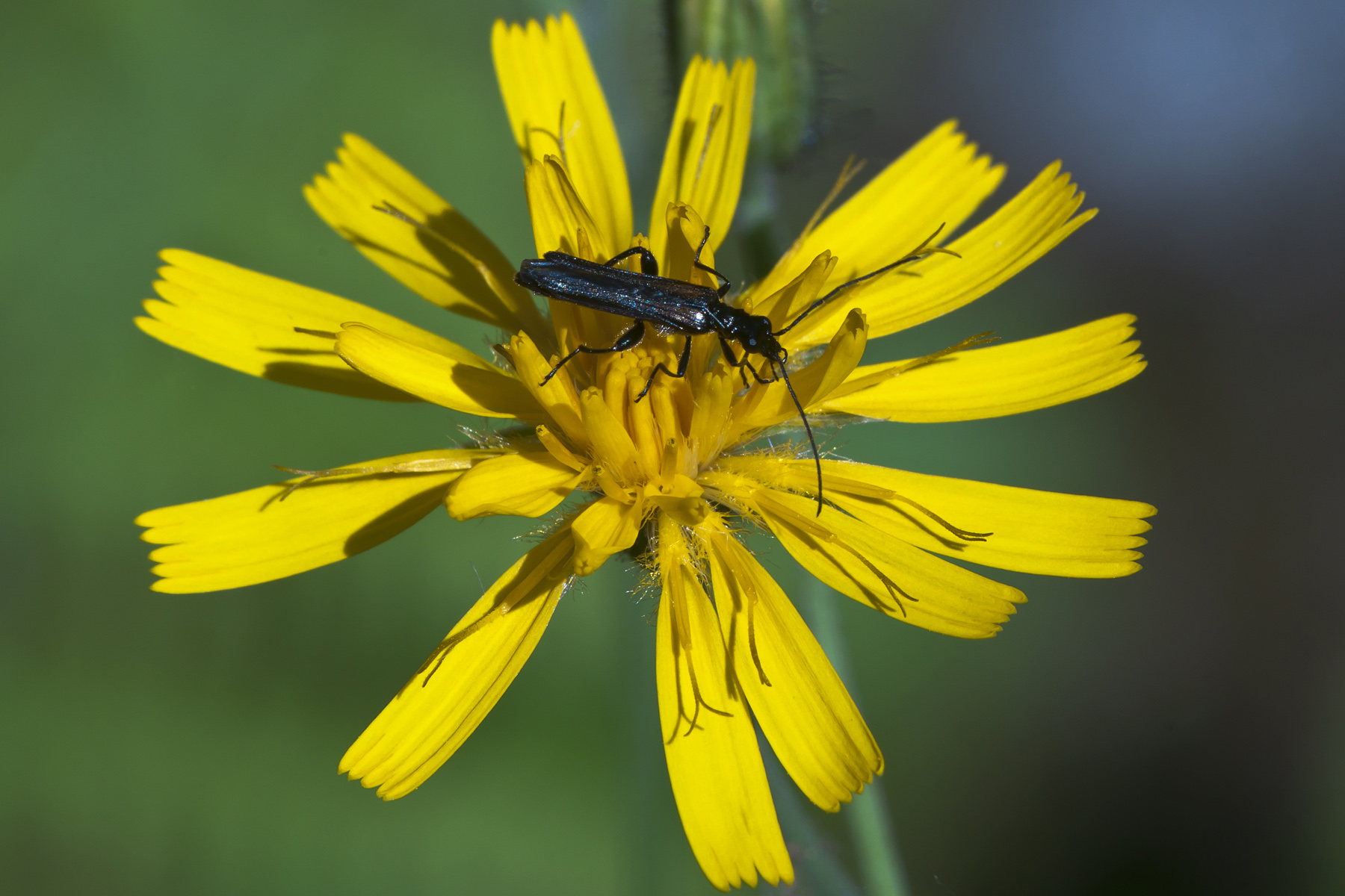 Cerambycida - Stenurella nigra?