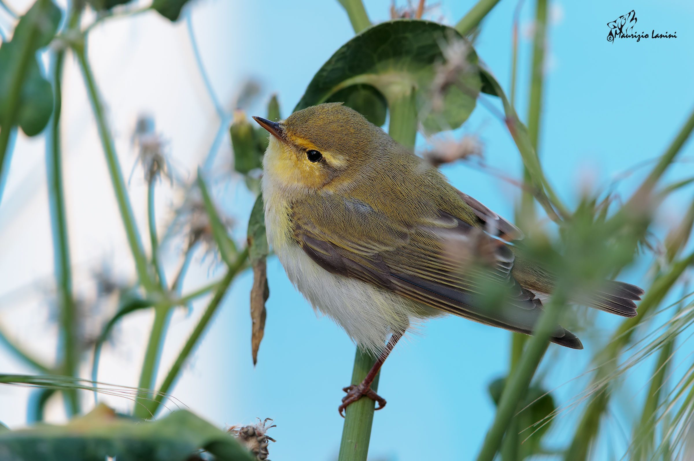wood warbler (preferably HD)