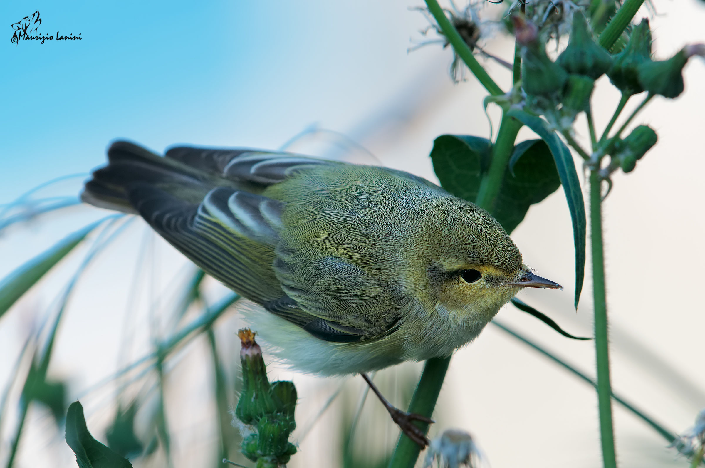 wood warbler (preferably HD)