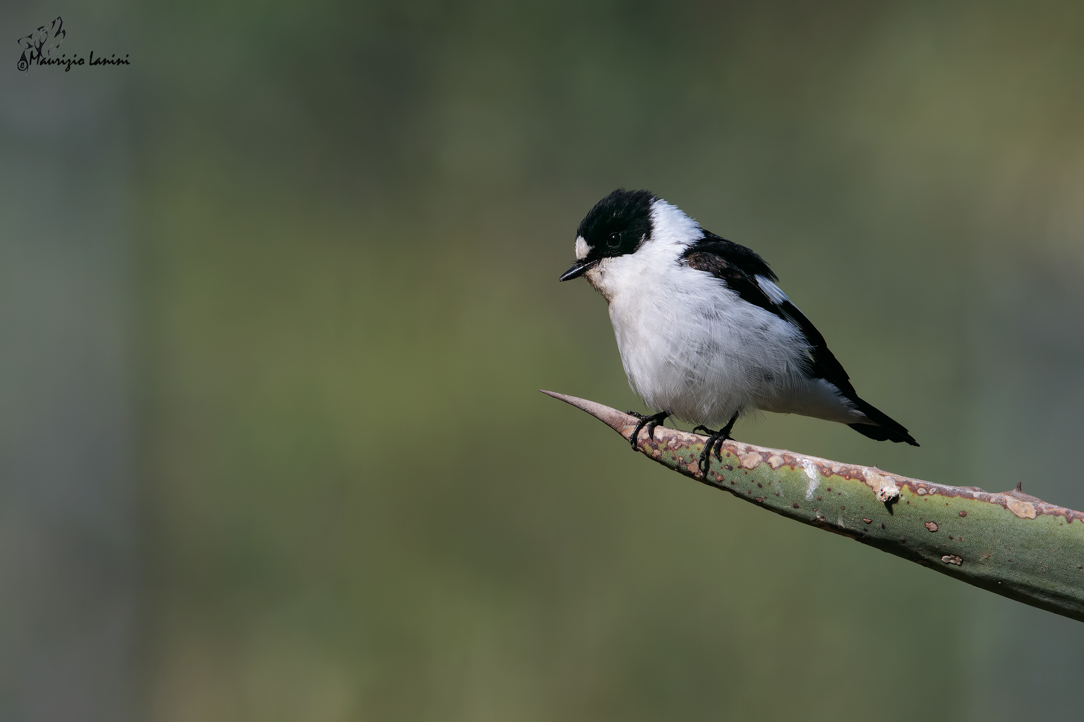 Collared flycatcher (HD)