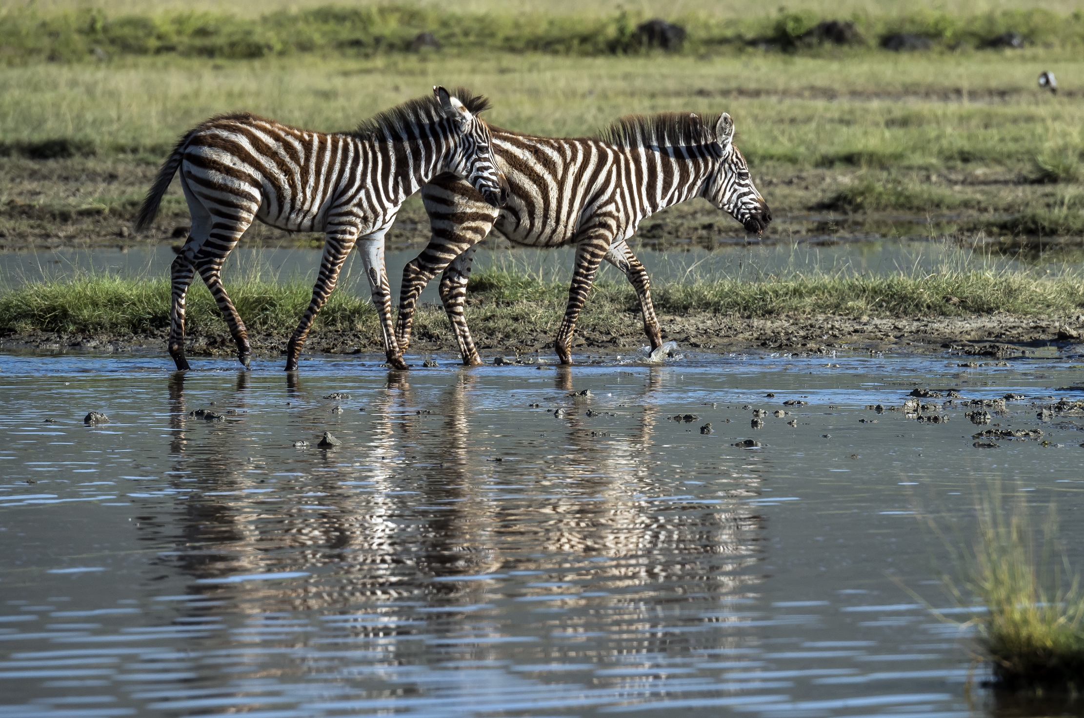 Tanzania 2016 - Nel Ngorongoro crater