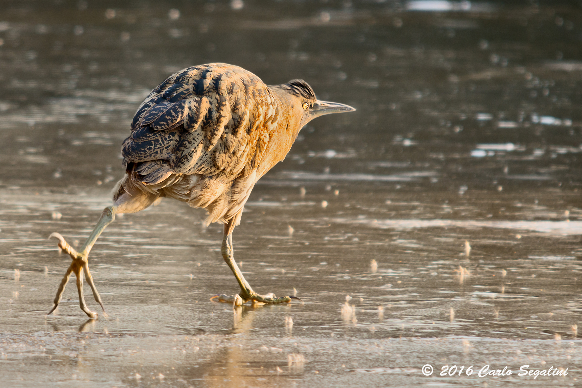 a spasso sul ghiaccio