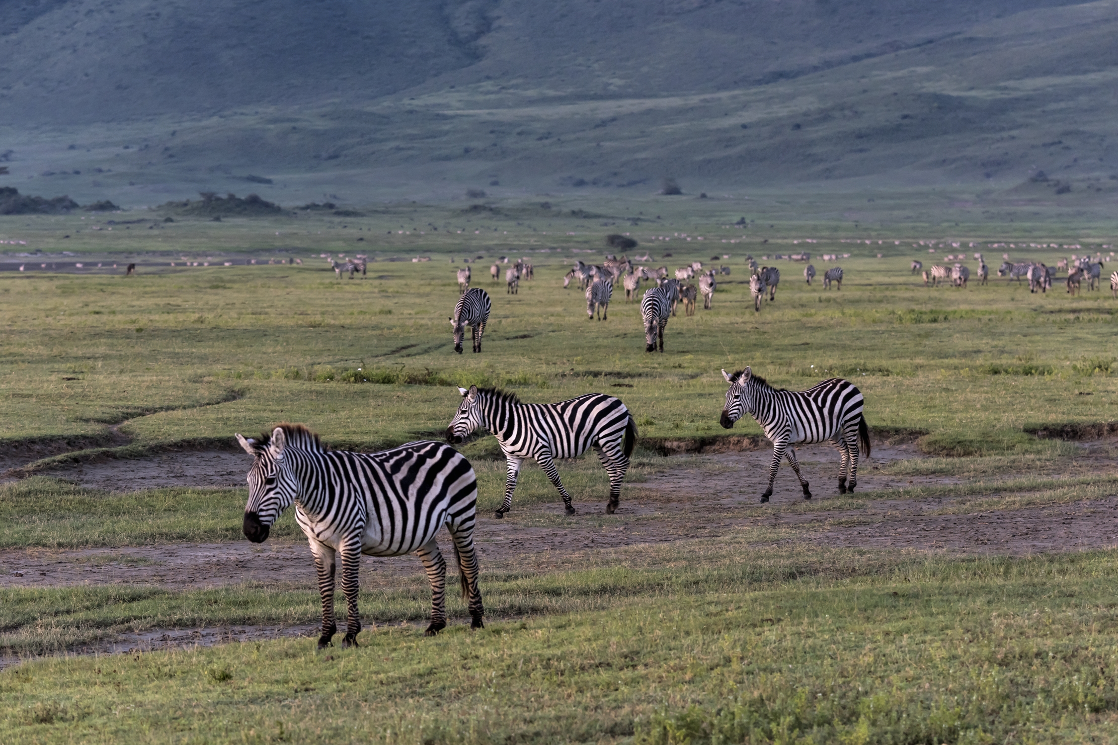 Tanzania 2016 - Zebre