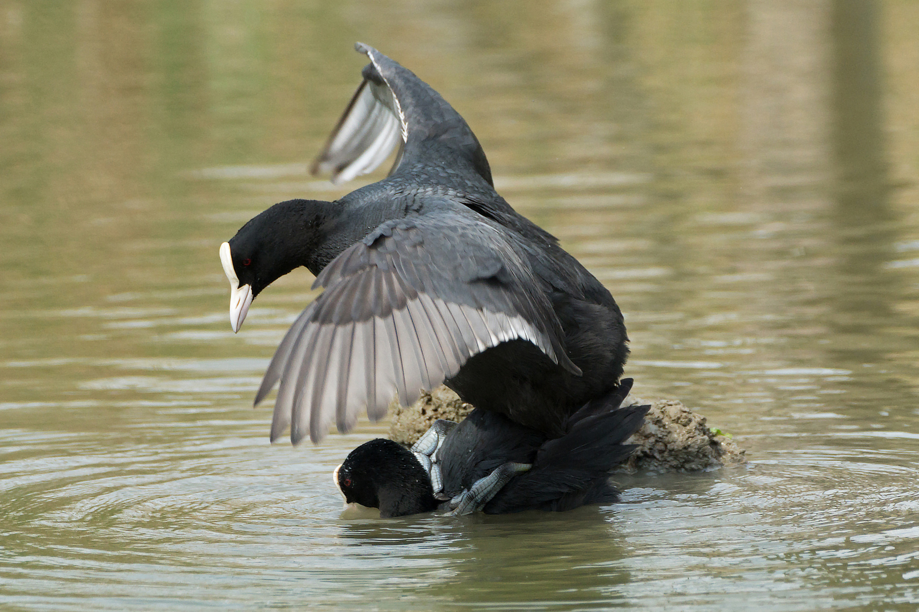 Coots - mating