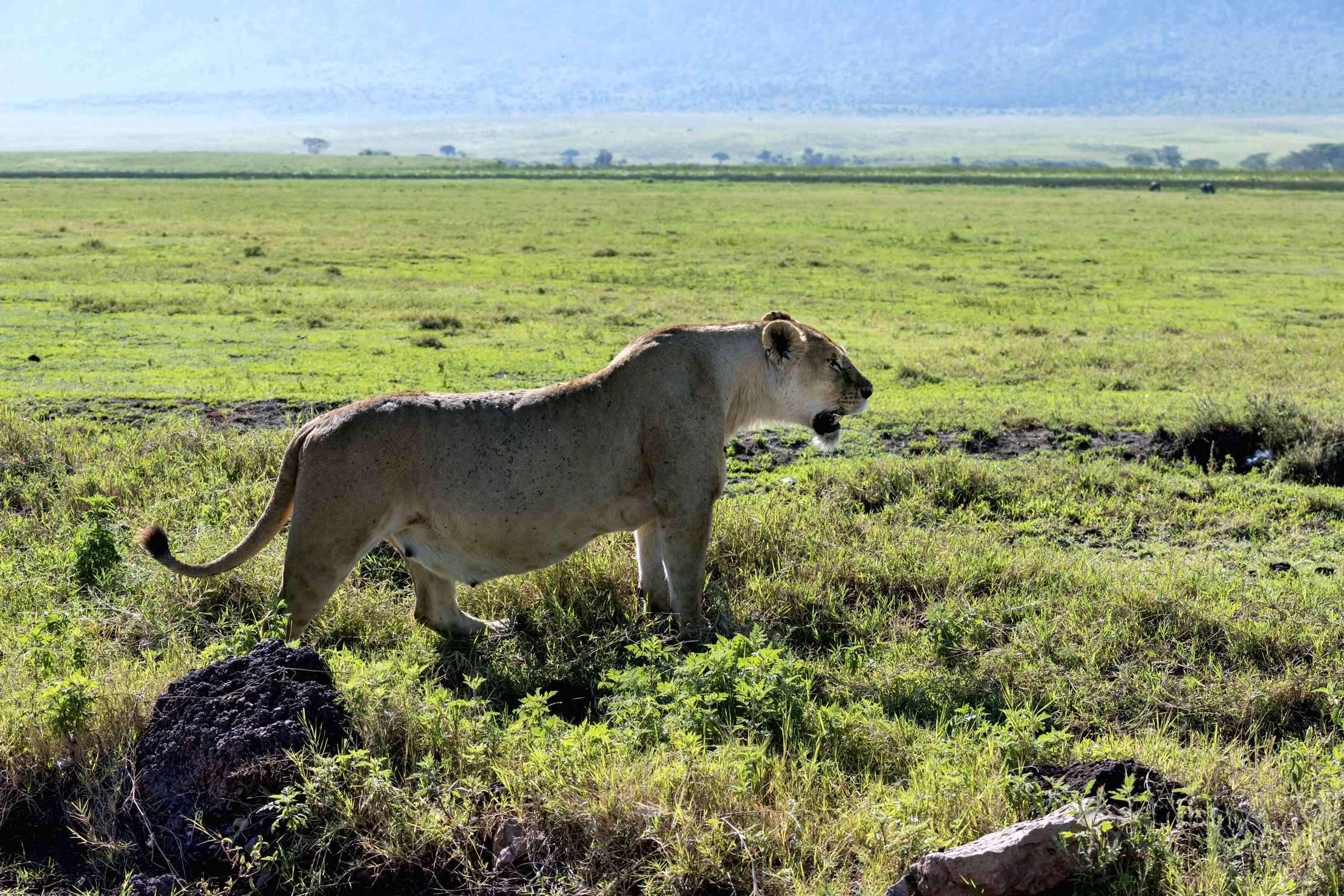 Tanzania 2016 - Nel Ngorongoro crater