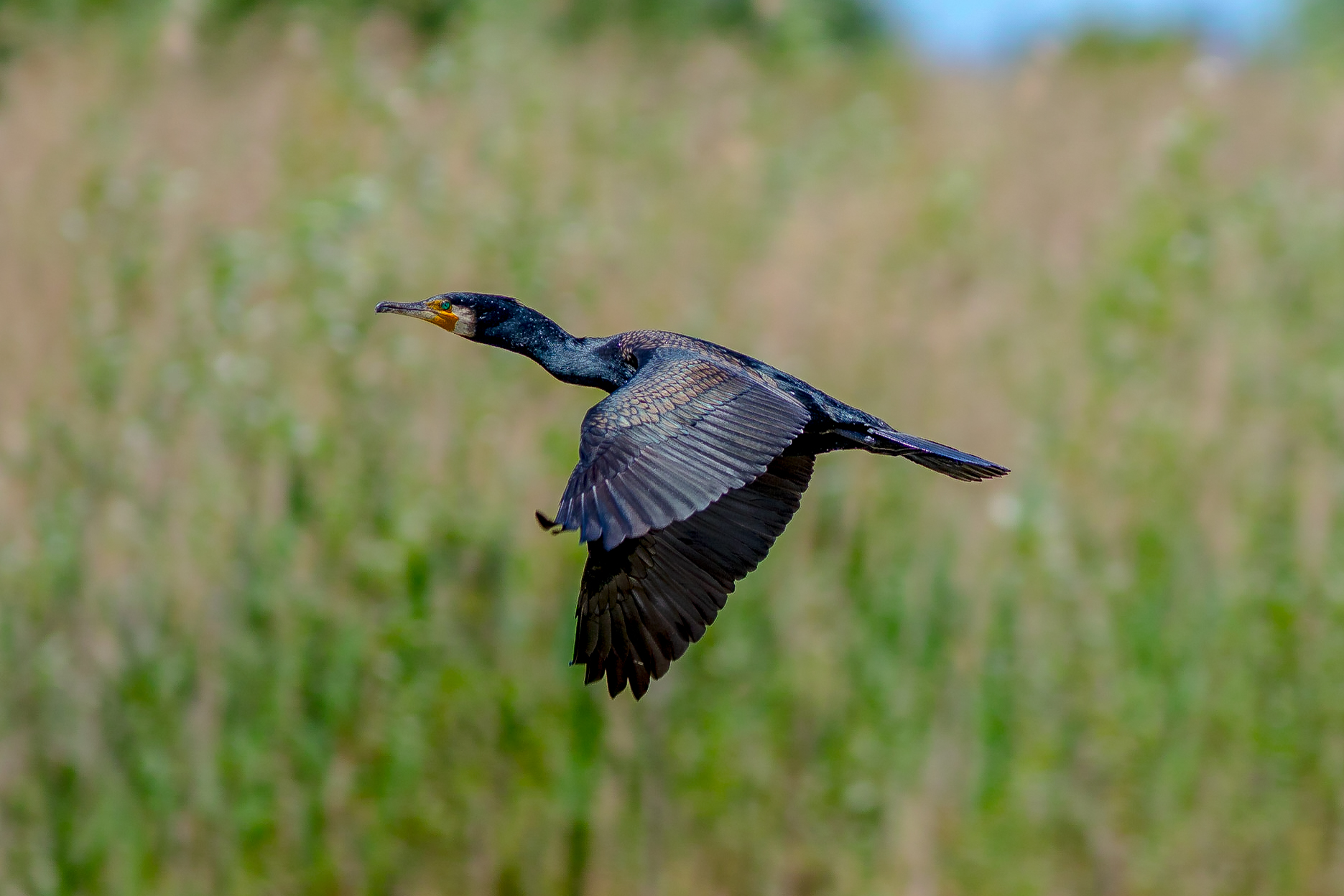 Cormorant