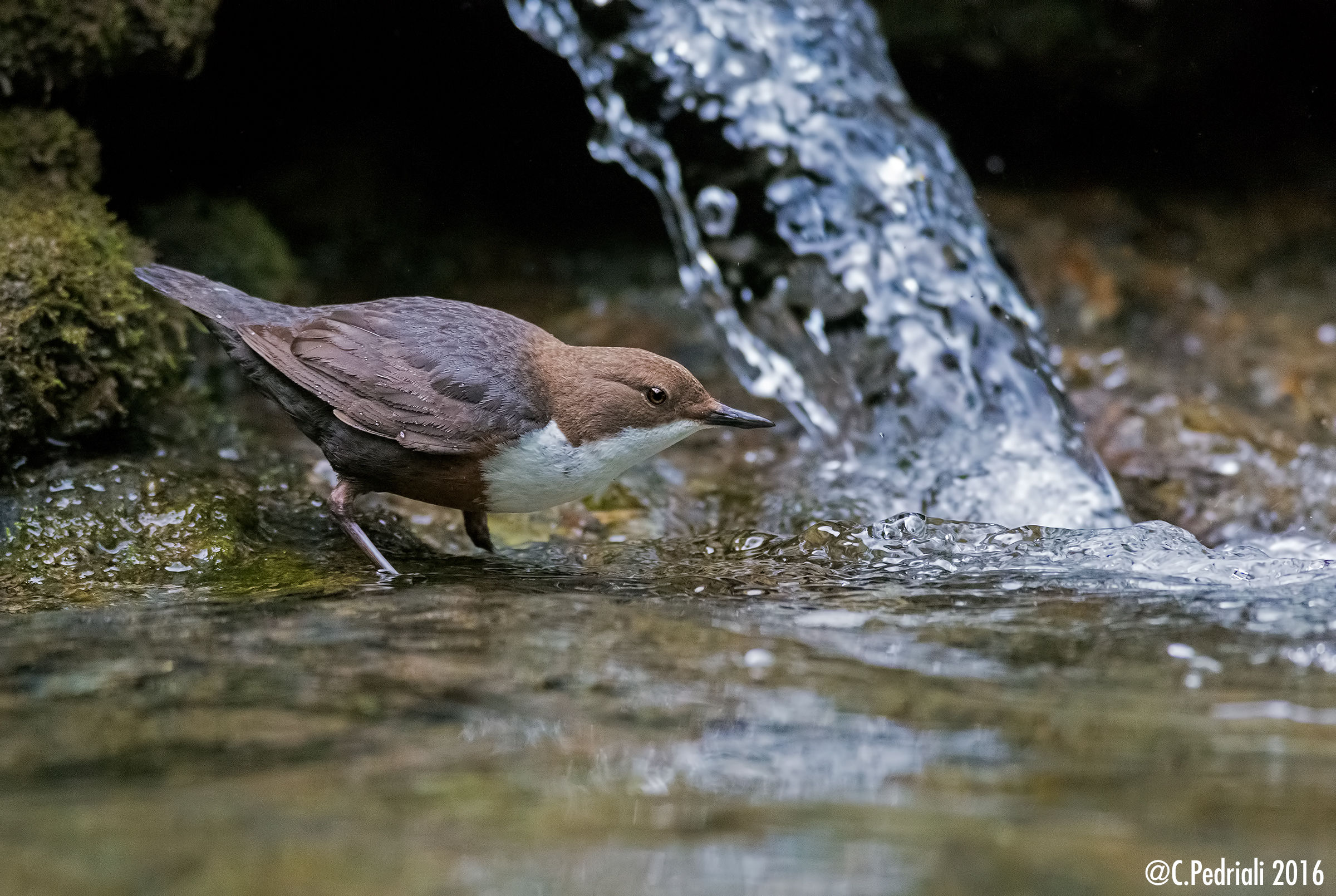 Dipper to the little waterfall ..
