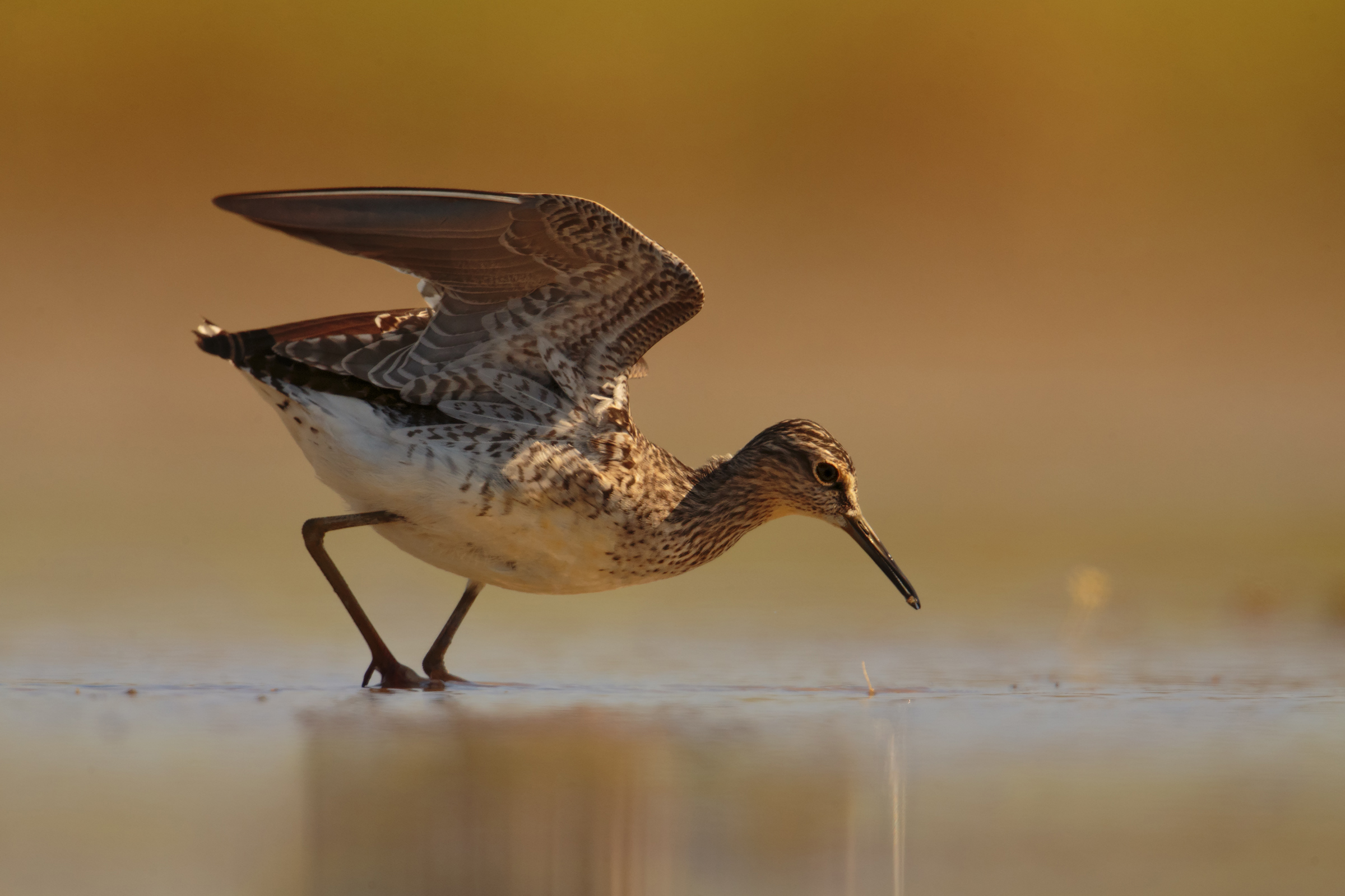 Wood Sandpiper