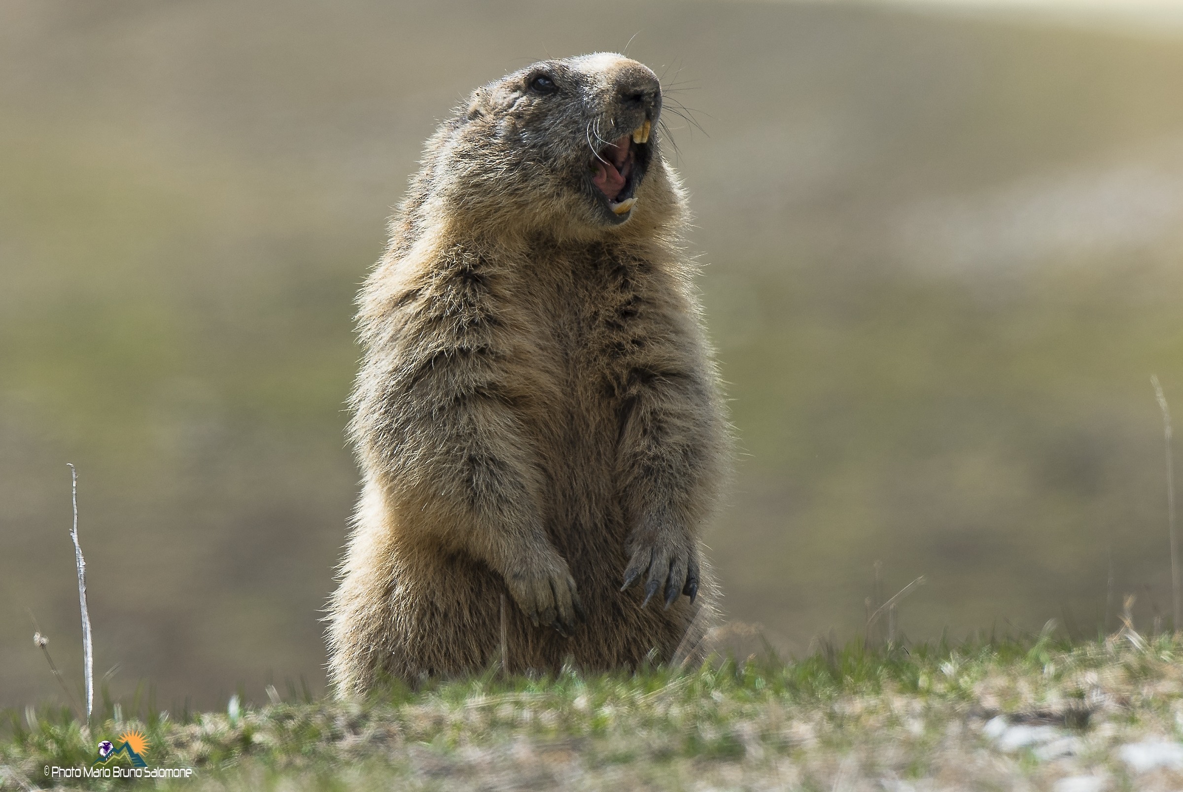 Marmot on alert.