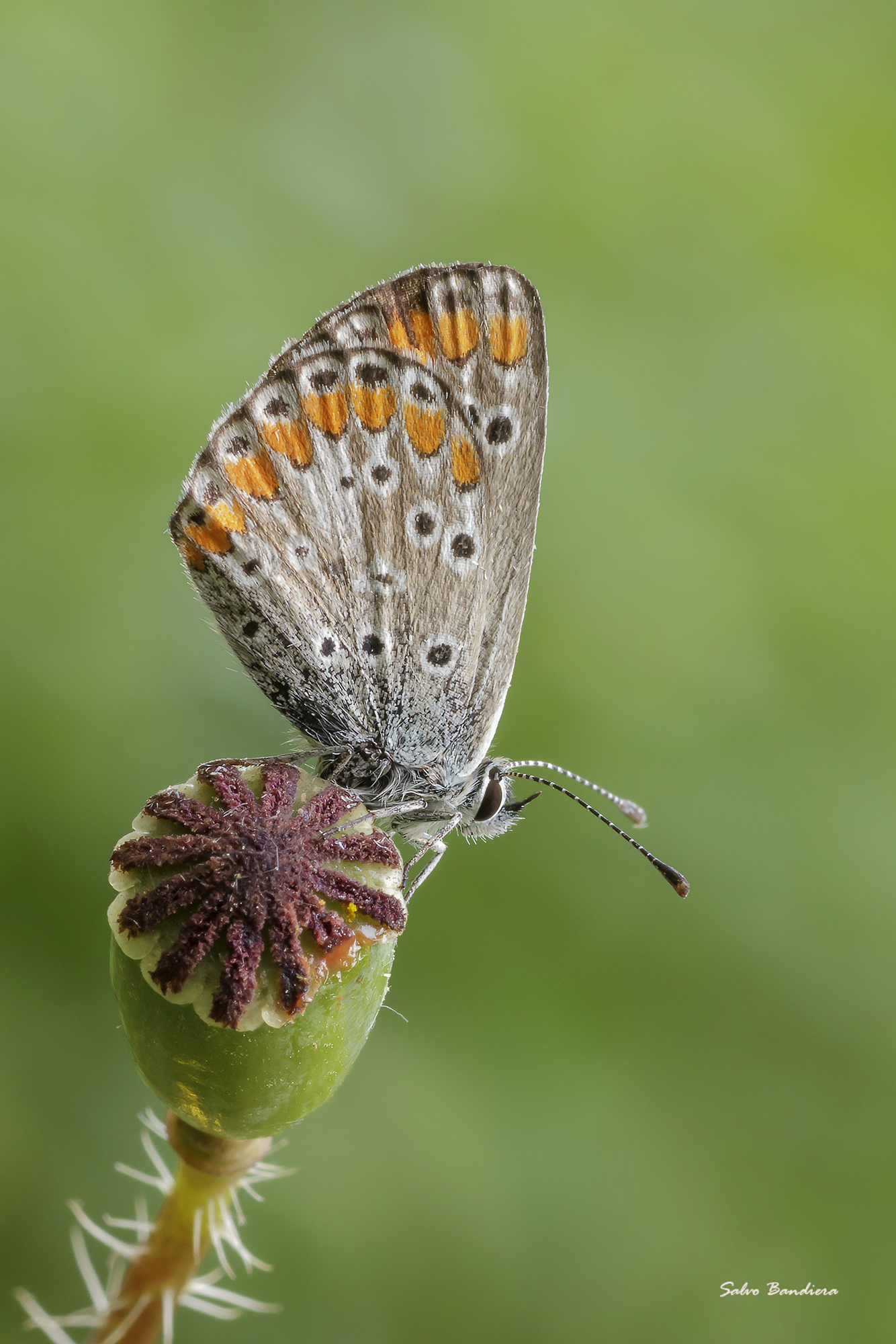 Polyommatus icarus