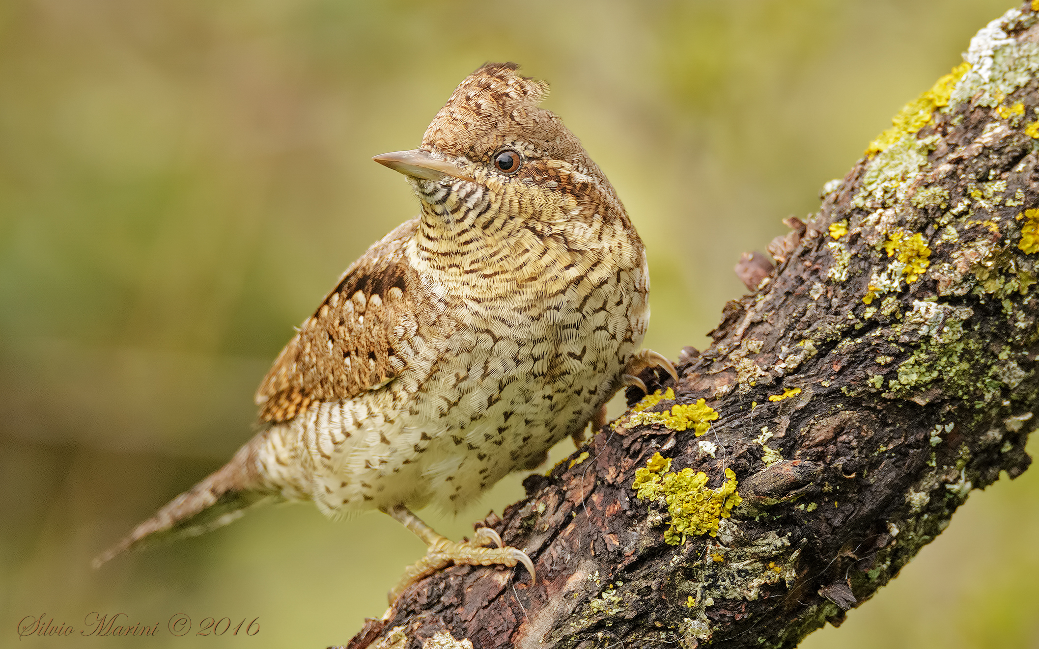 Torcicollo ( Jynx torquilla)