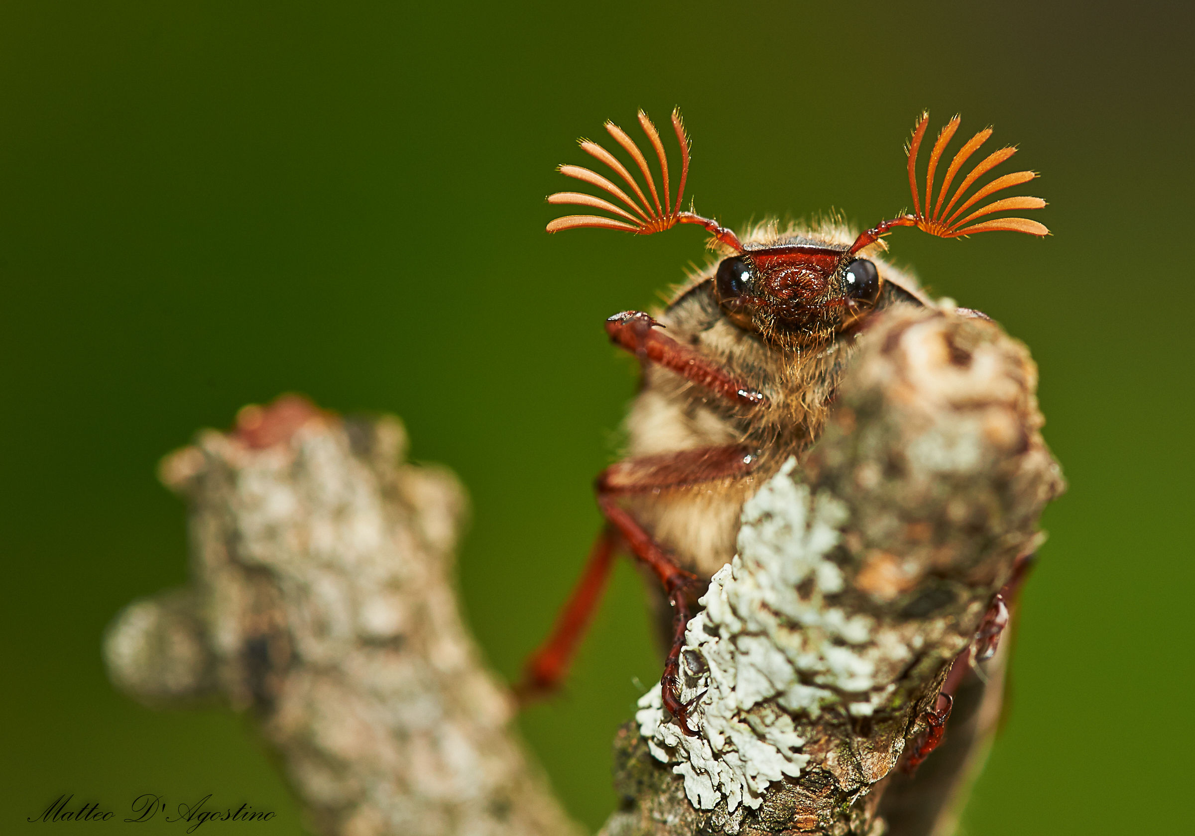 Melolontha melolontha