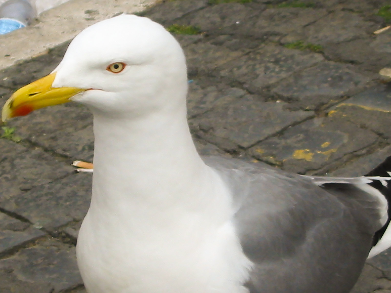 Un intruso al raduno