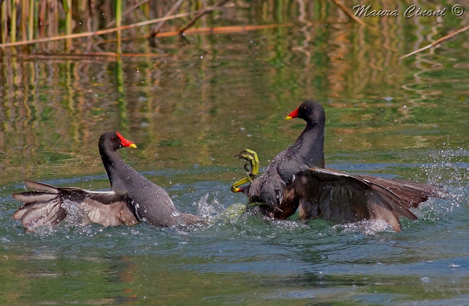 Moorhens D'Acqua; Territorial Fight