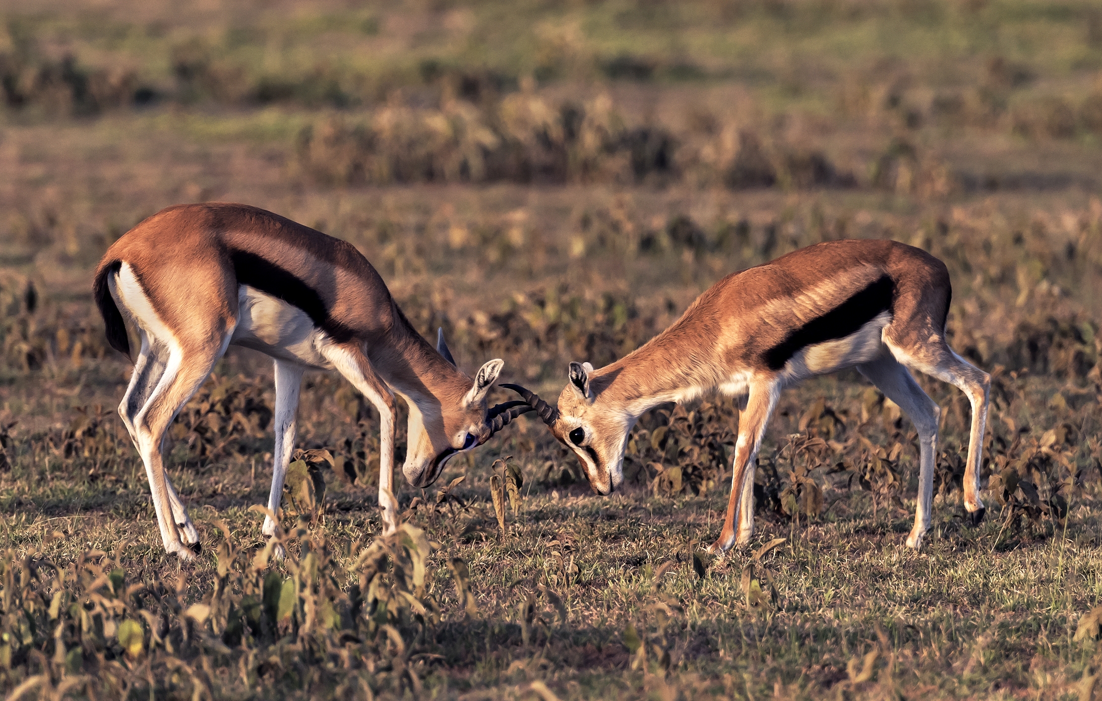 Tanzania 2016 - Confronti