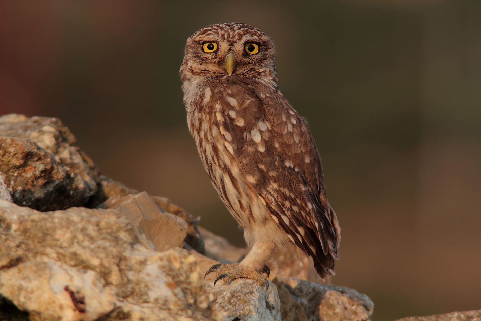 The watchman owl