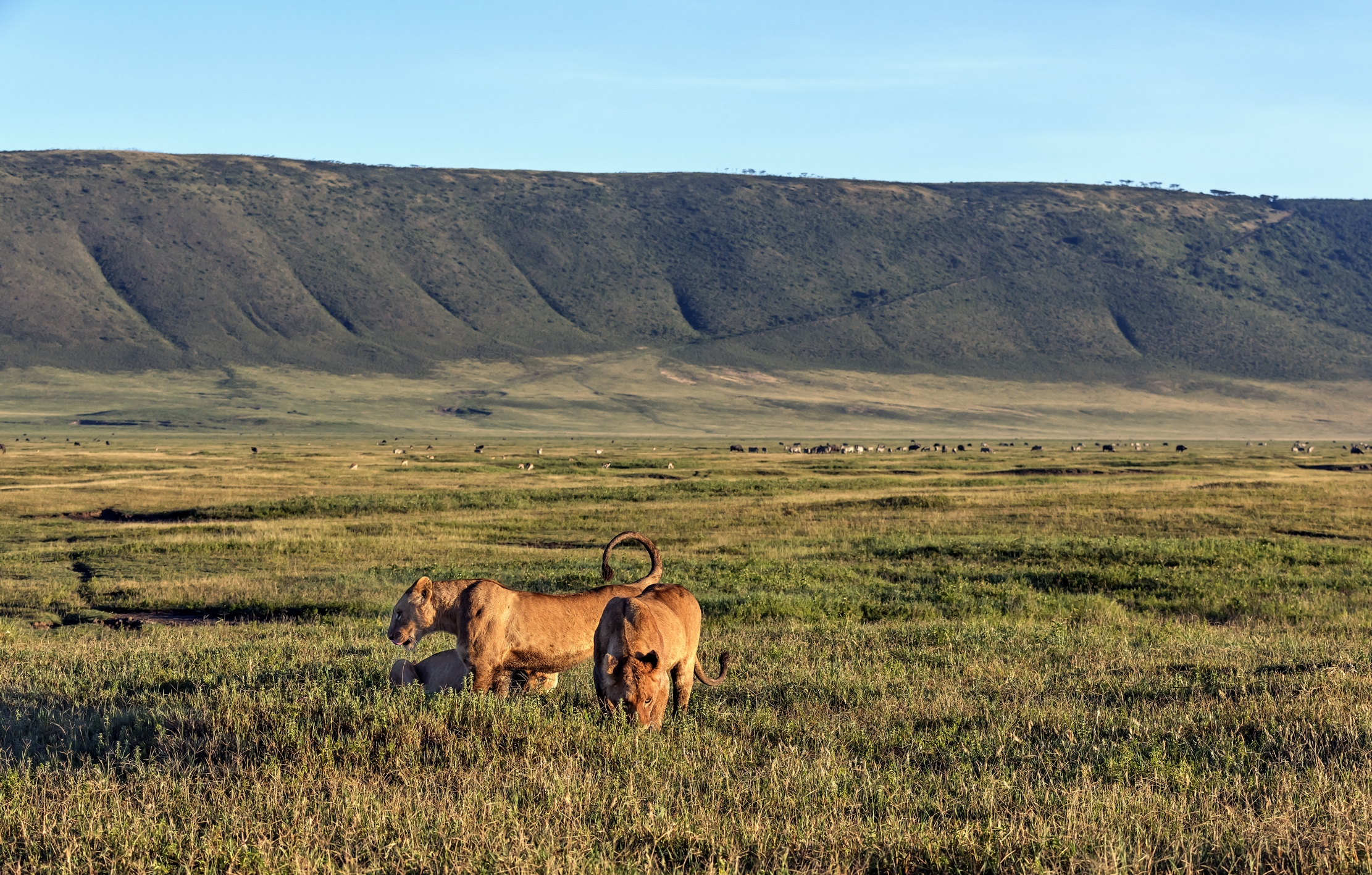 Tanzania 2016 - Nel Ngorongoro crater