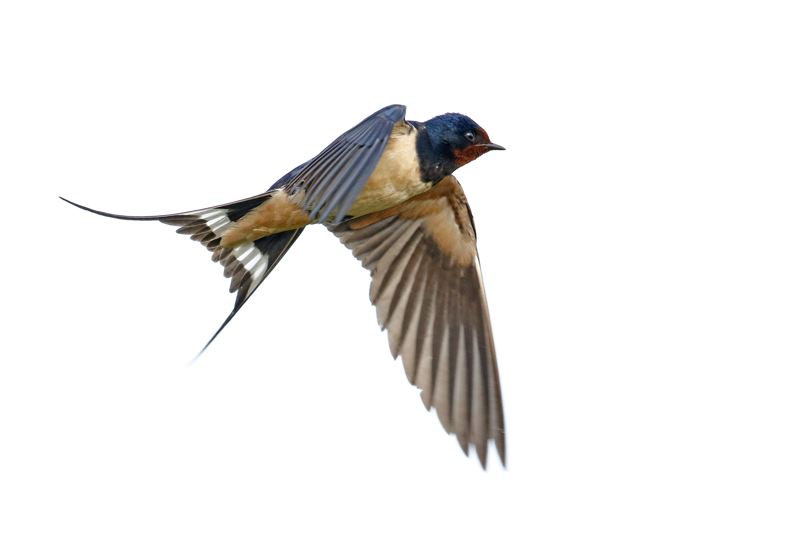 Profumo di primavera - sono tornate le rondini