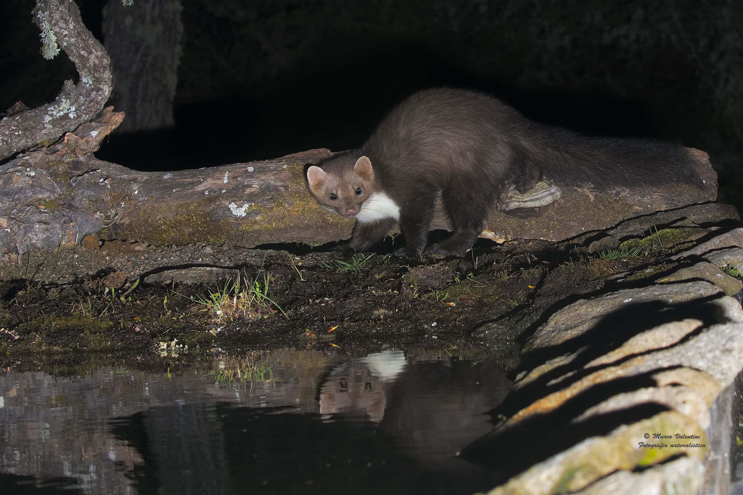 beech marten