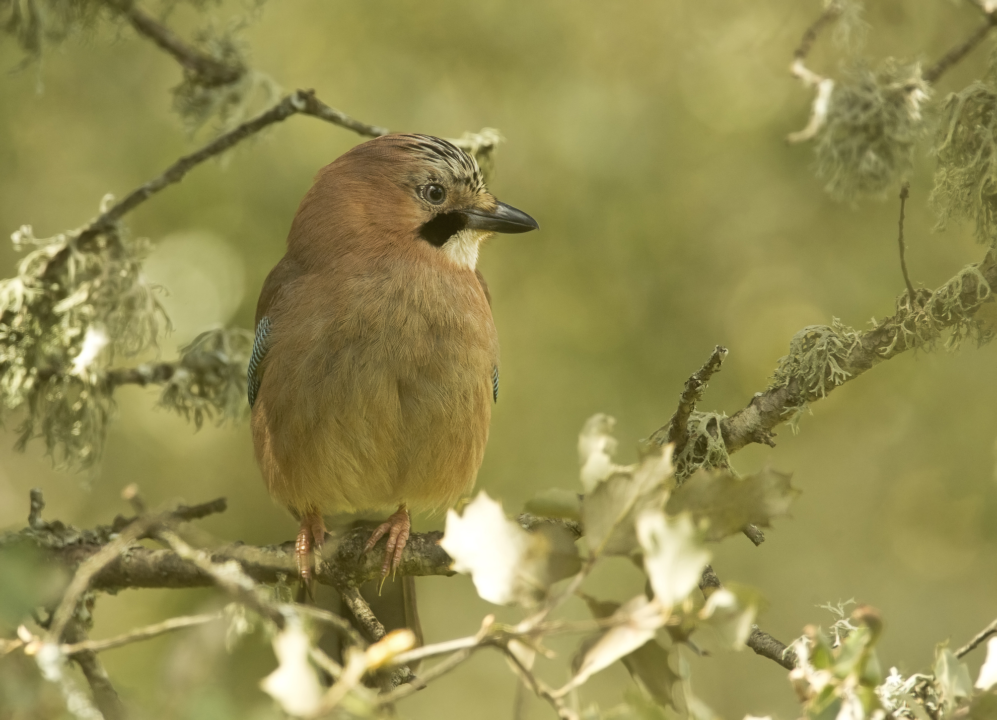 la mia prima ghiandaia(spagnola)