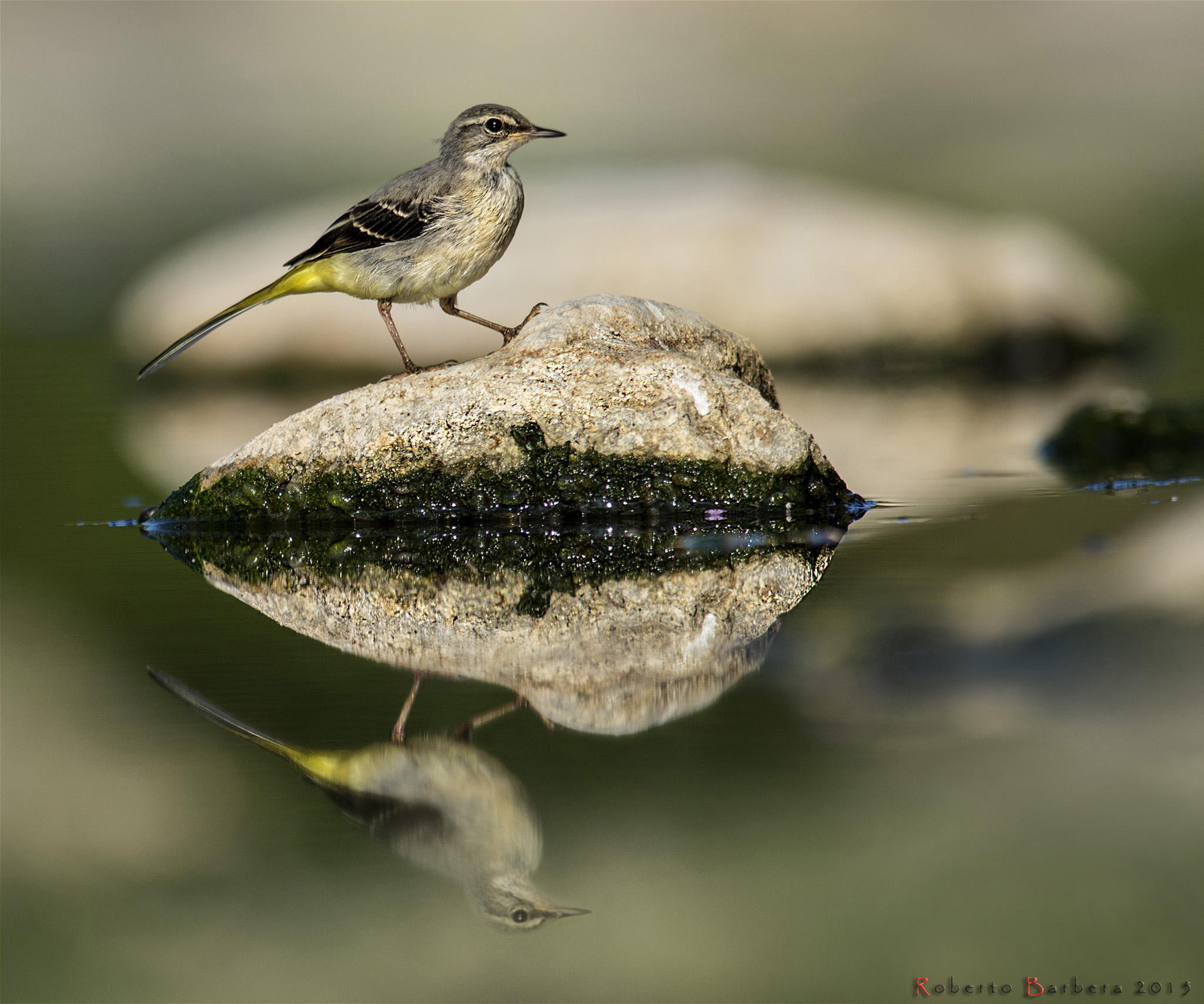 yellow wagtail