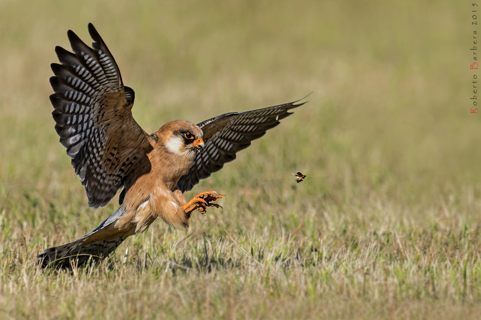 Red-footed falcon