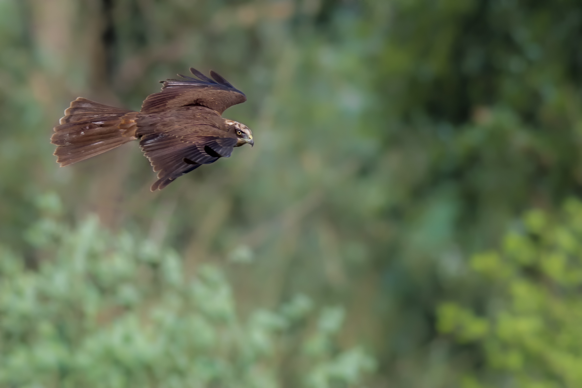 Harrier hunting swamp