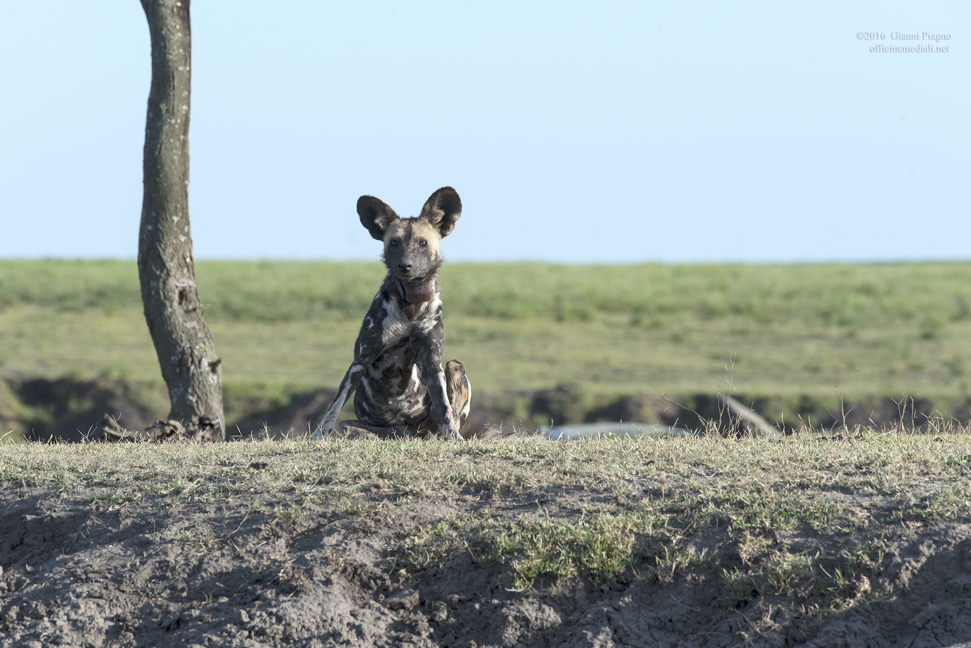 Licaone a Ndutu (Tanzania)