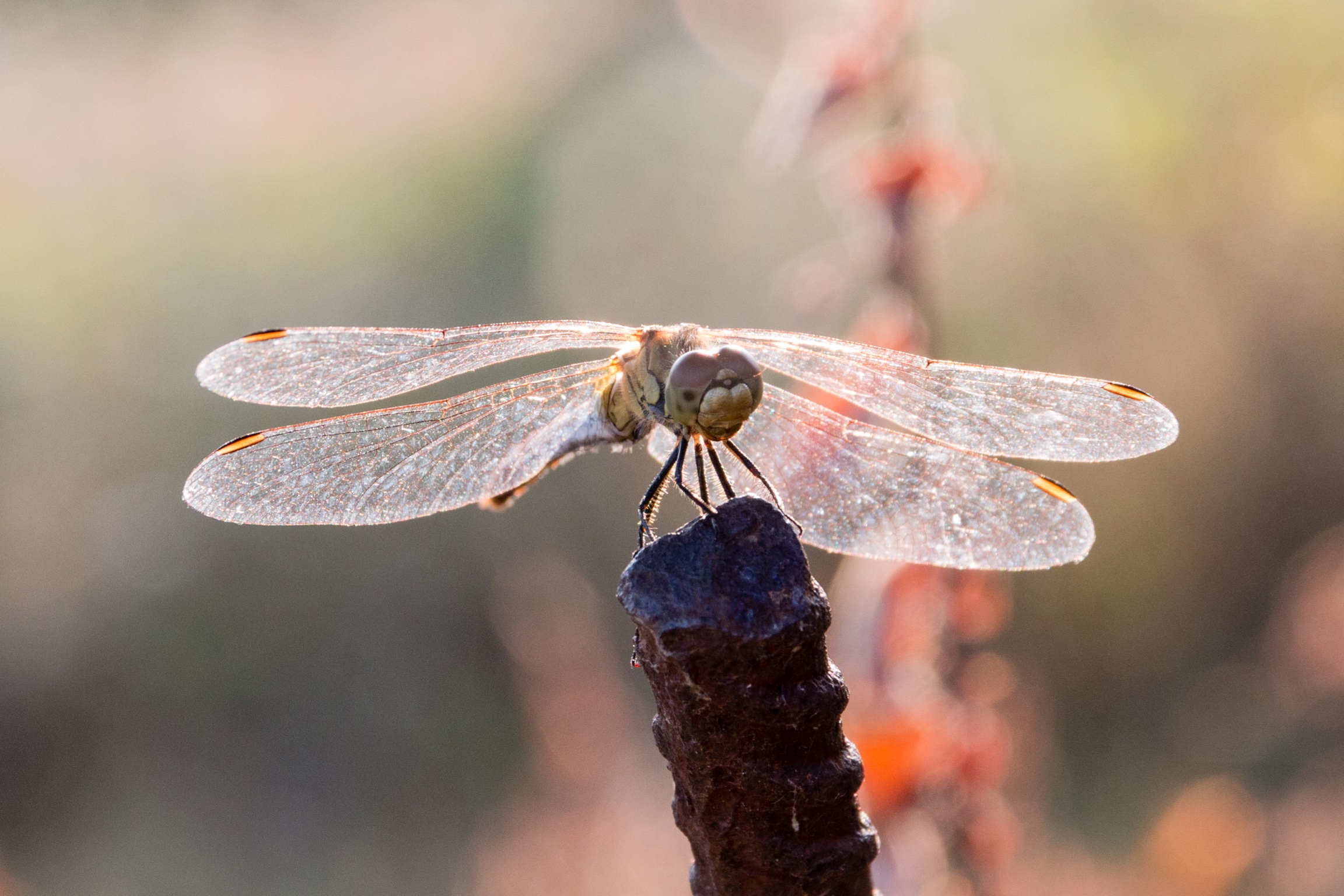 Pronta alla partenza