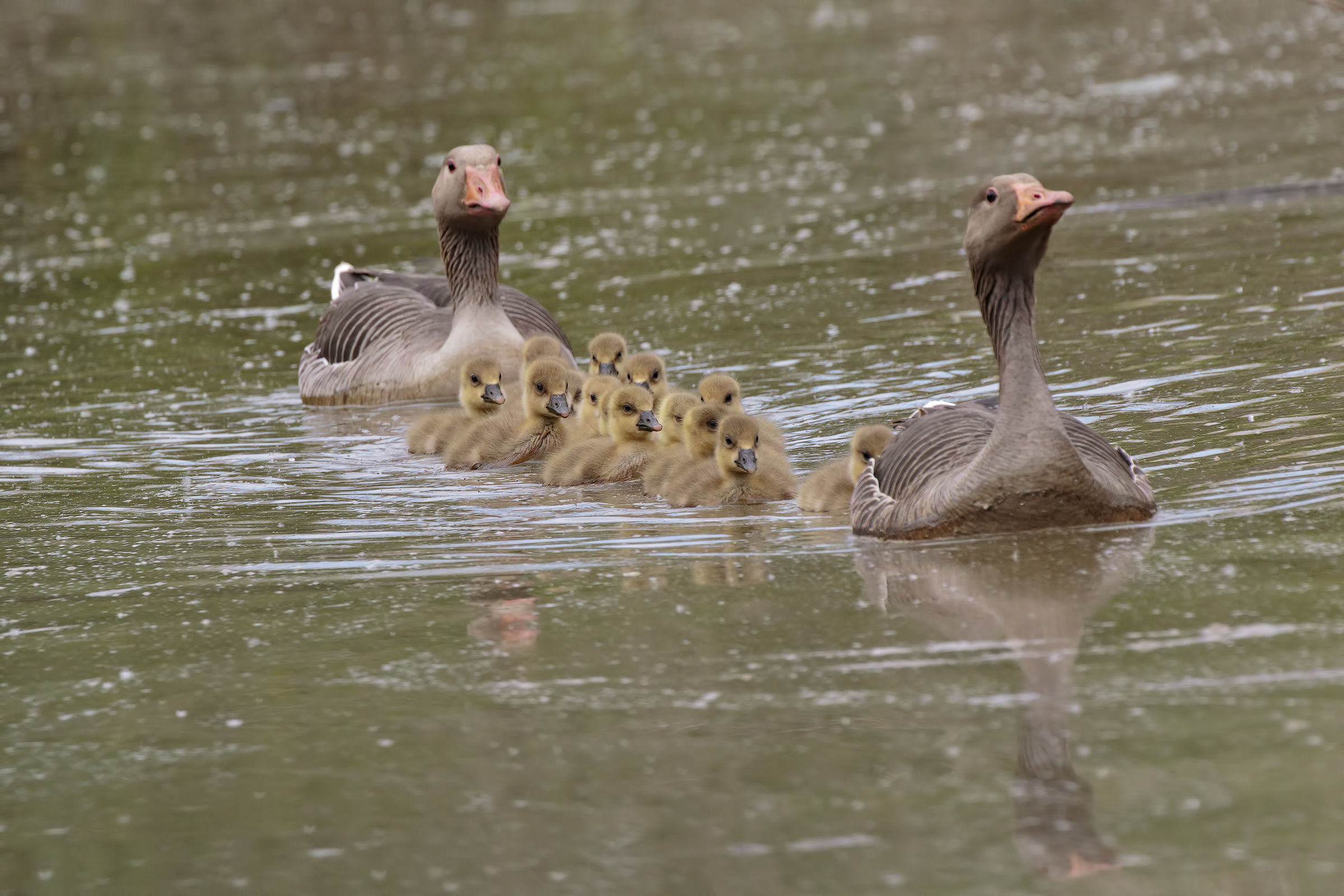 Al centro dell'attenzione