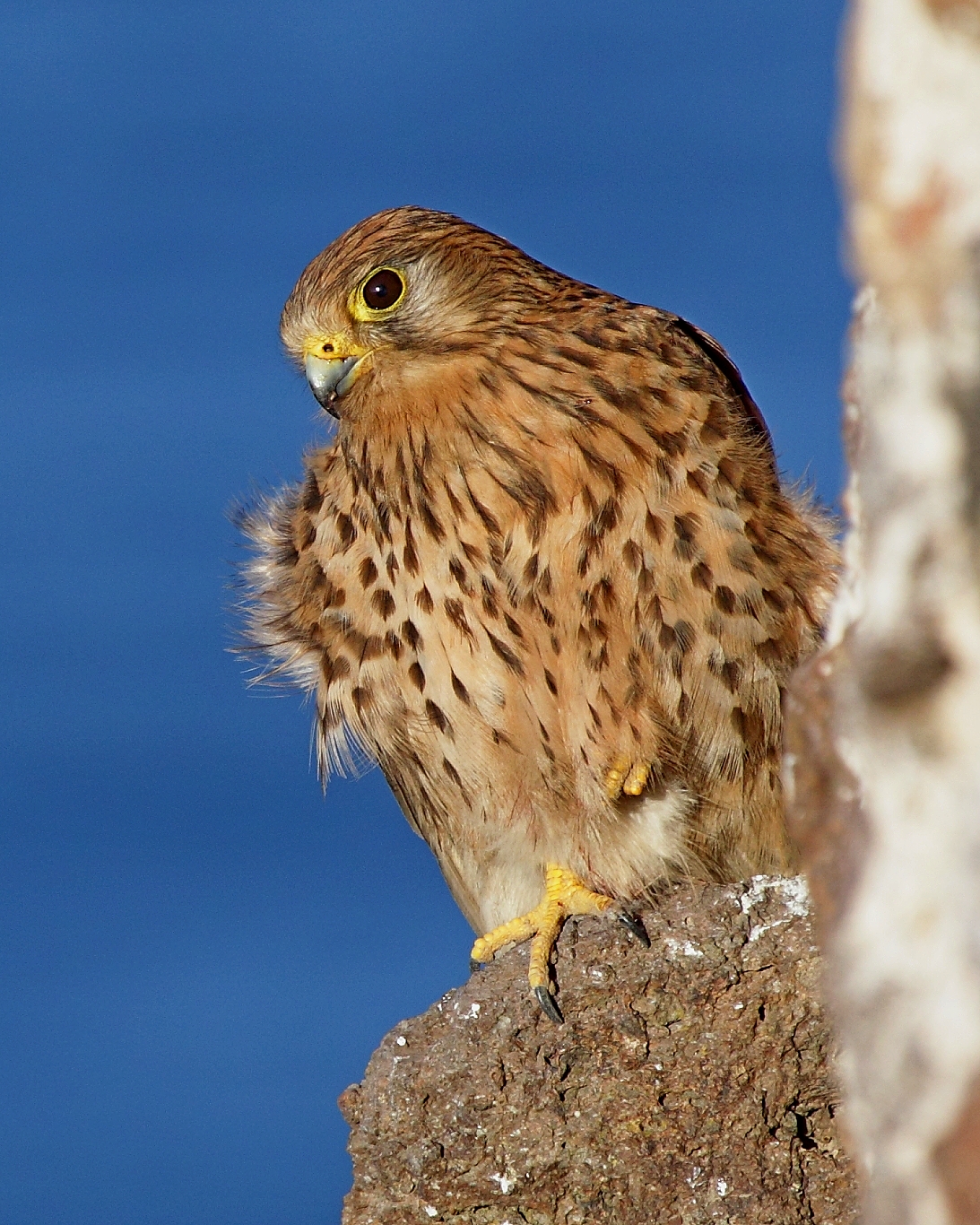 kestrel