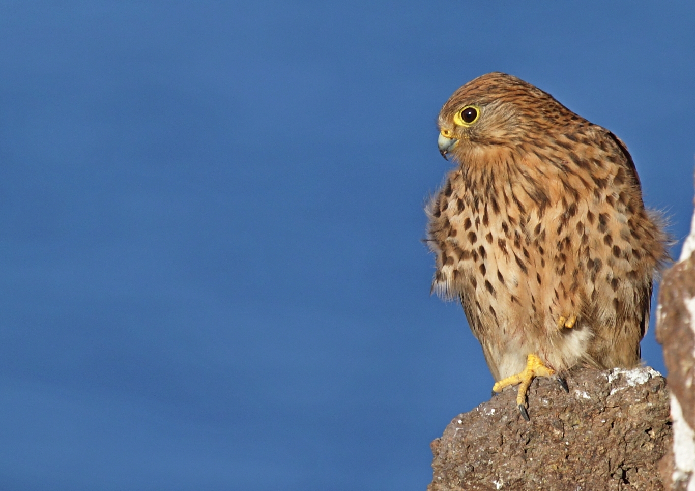 kestrel