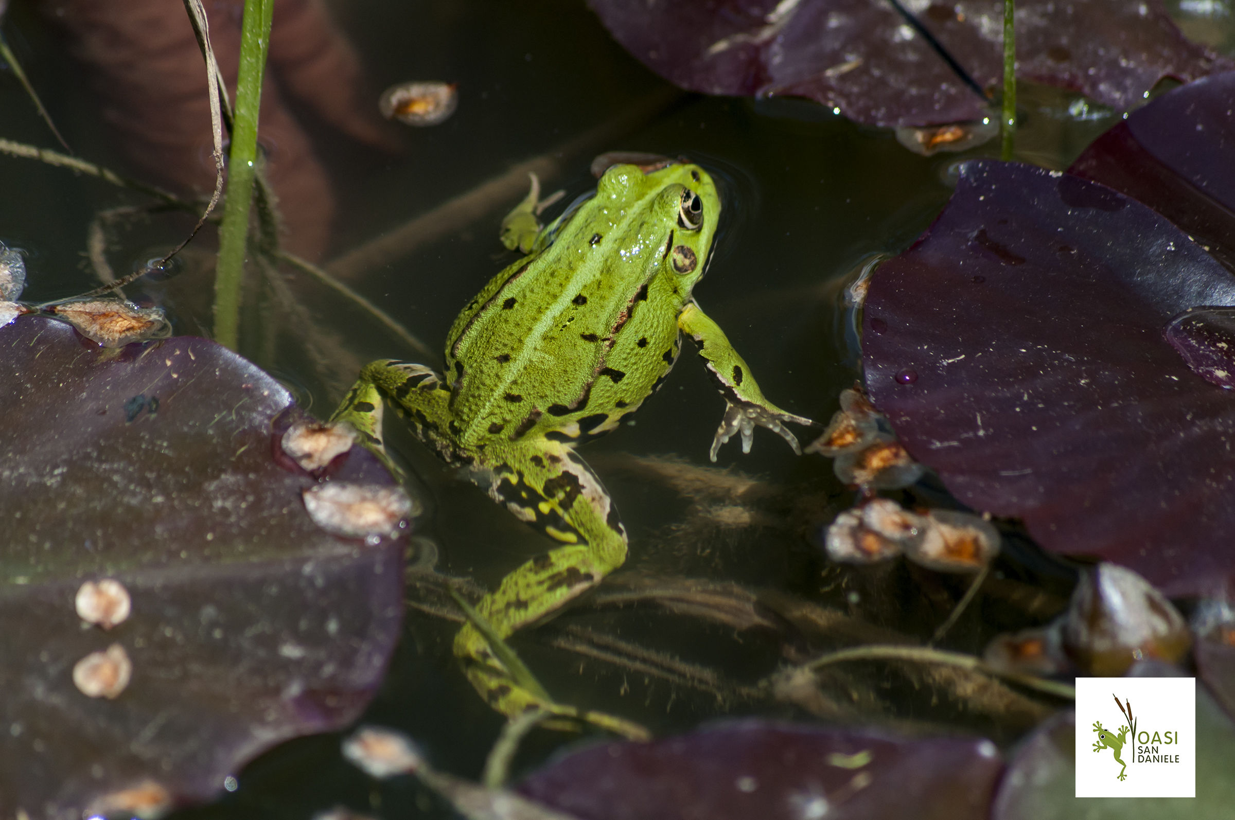 Tree Frog at the pond