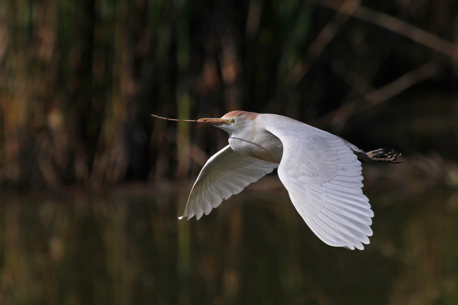 Cattle Egret