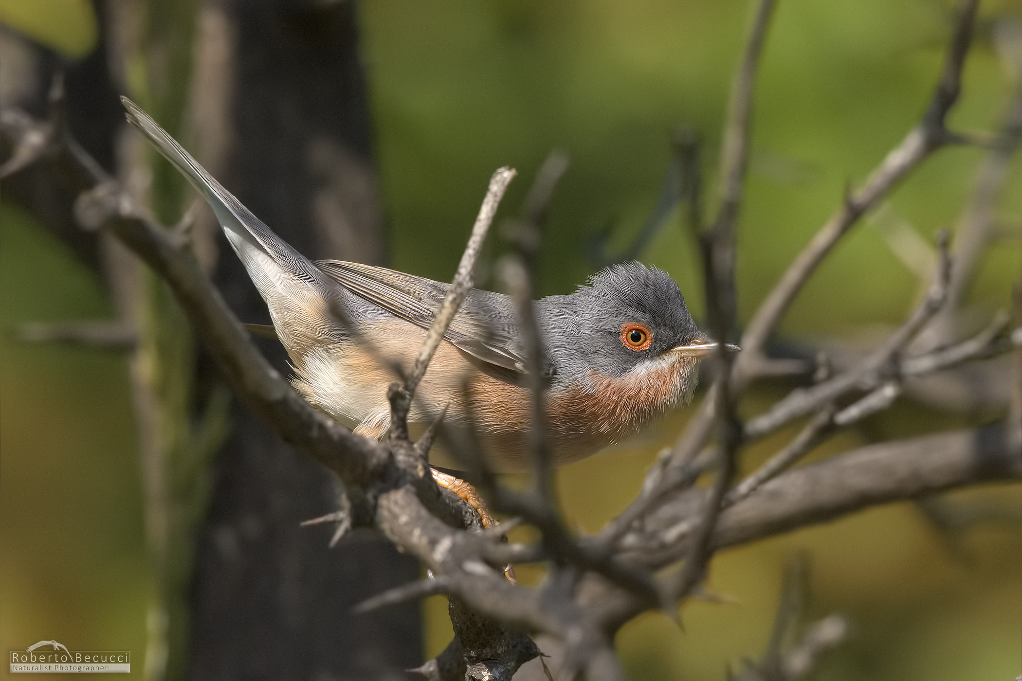 Dartford warbler