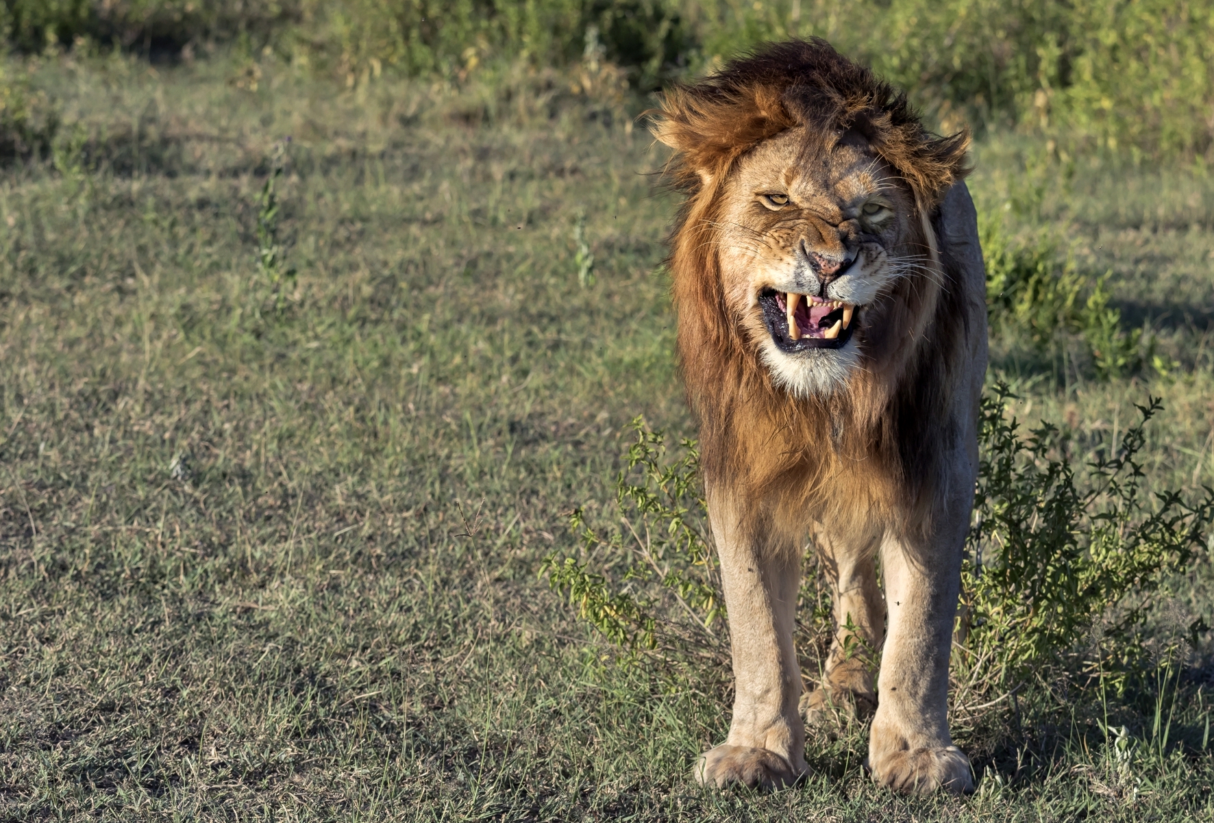 Tanzania 2016 - Ringhio