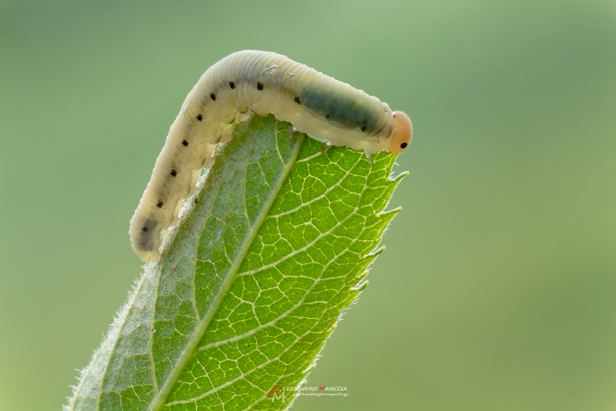 Coenonympha tullia caterpilar